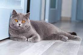 I have lost British Shorthair grey cat 2 years old