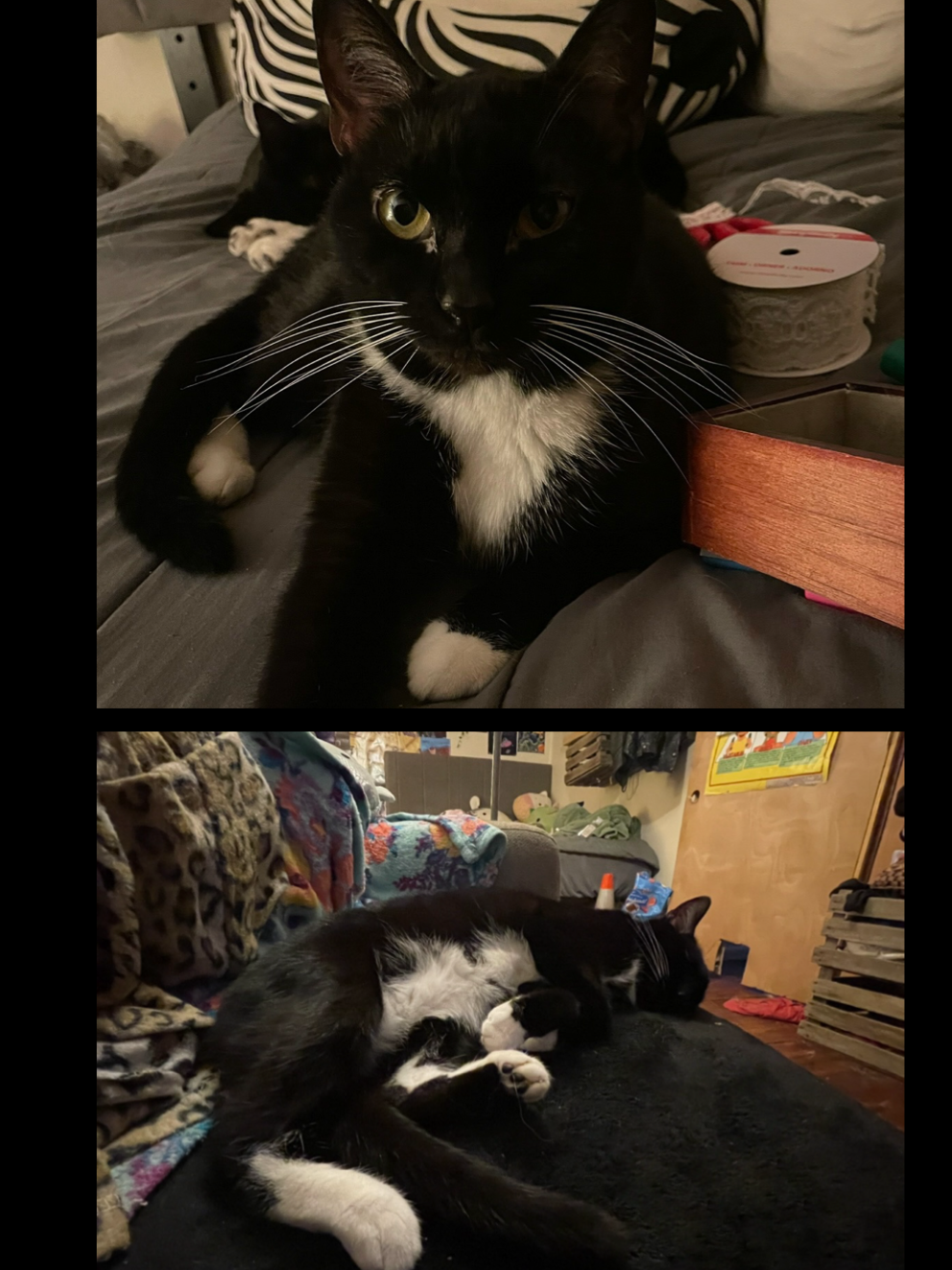 Lost Tuxedo Cat Near Higbee Dr, Columbus!