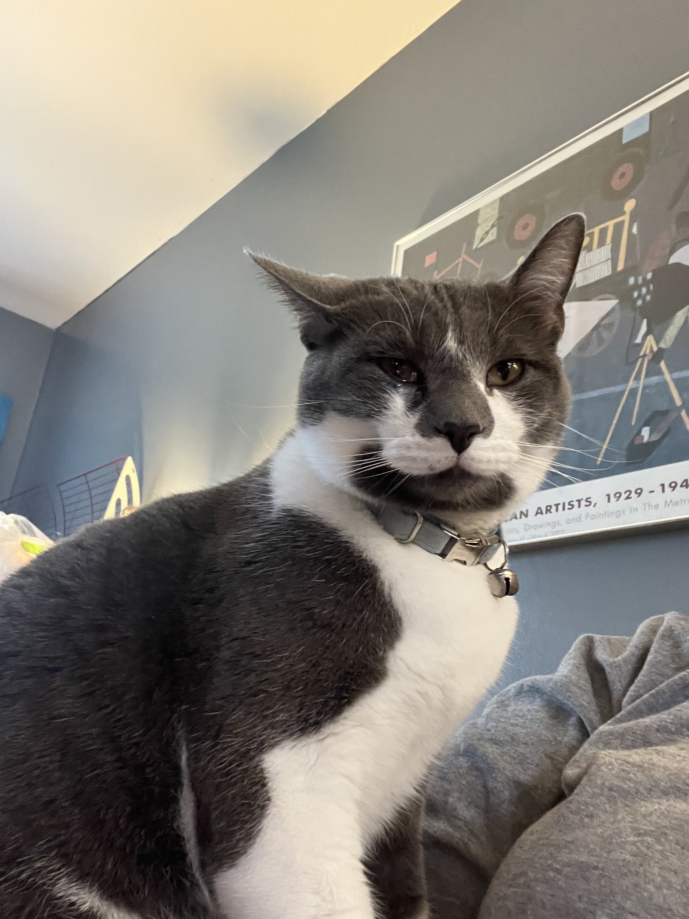 Help Find Fred: Lost Grey & White Cat - Shelburne