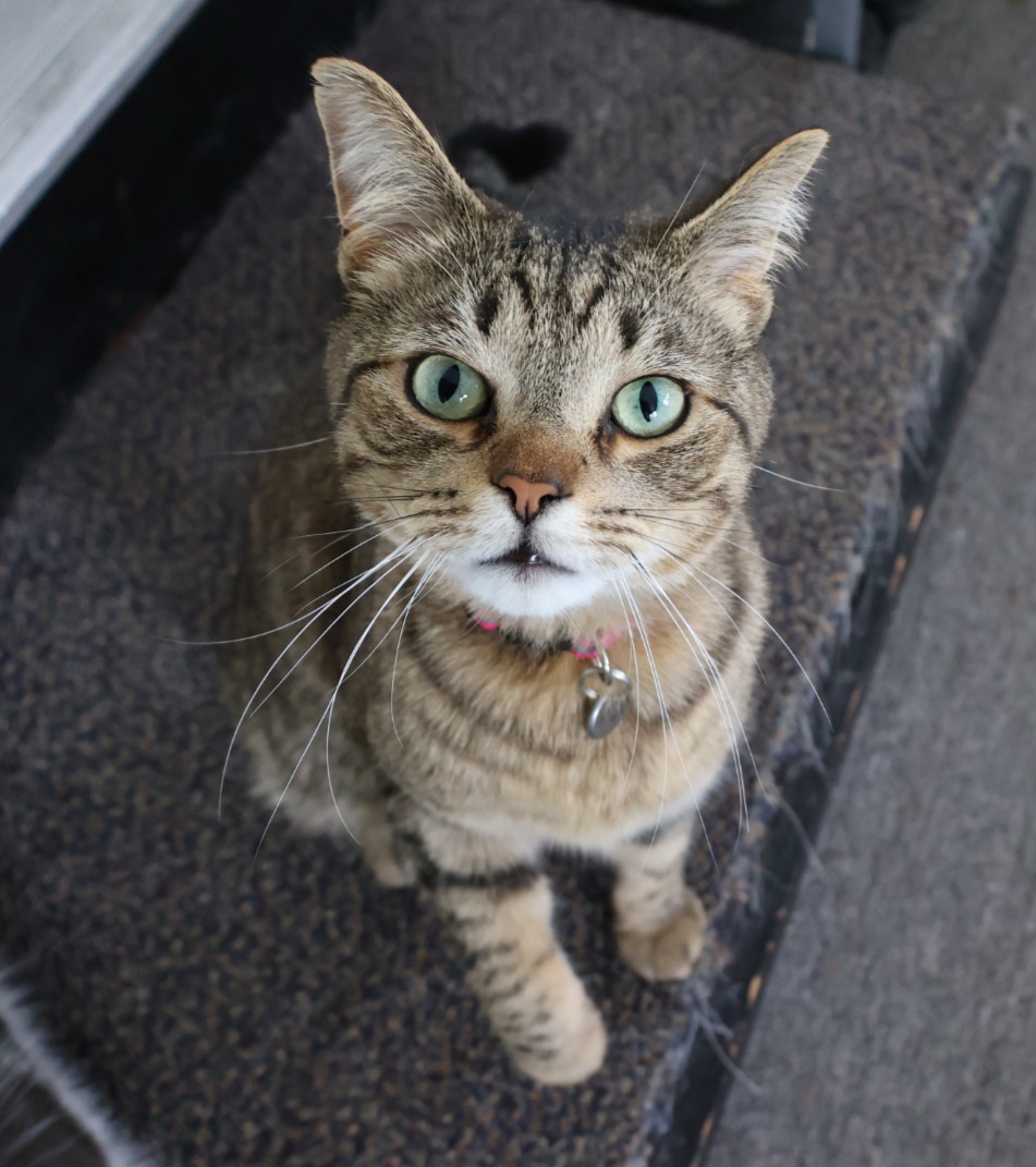 Lost Tabby Cat in Mason - Help Find Her!