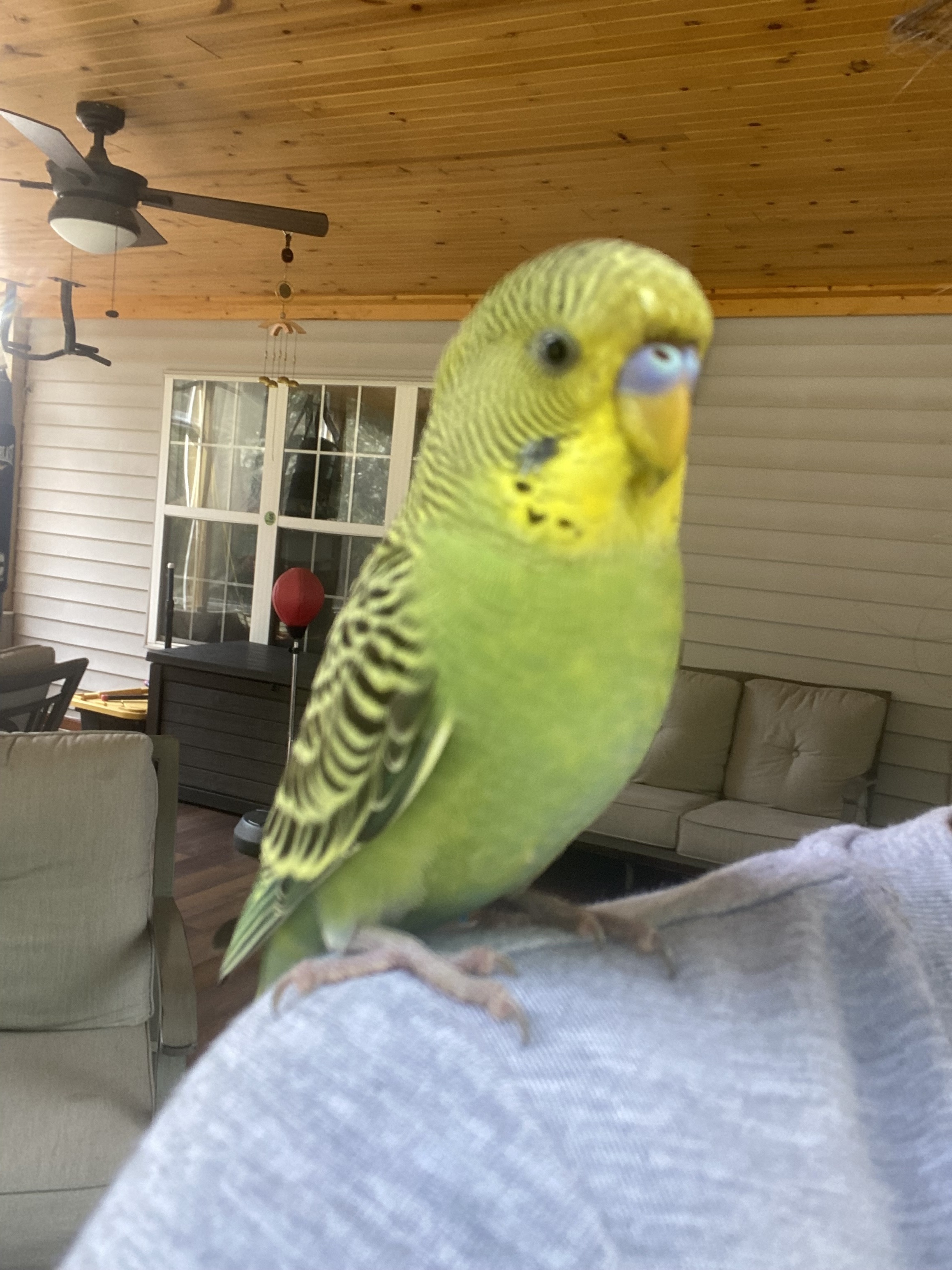 Lost Parakeet: Green, Yellow & Blue in Lawrenceville