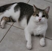 Help Find Nuggie: Lost Dwarf Cat Near US27!