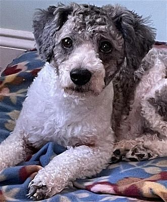 Missing Poodle Mix: Gray Harness, Acworth