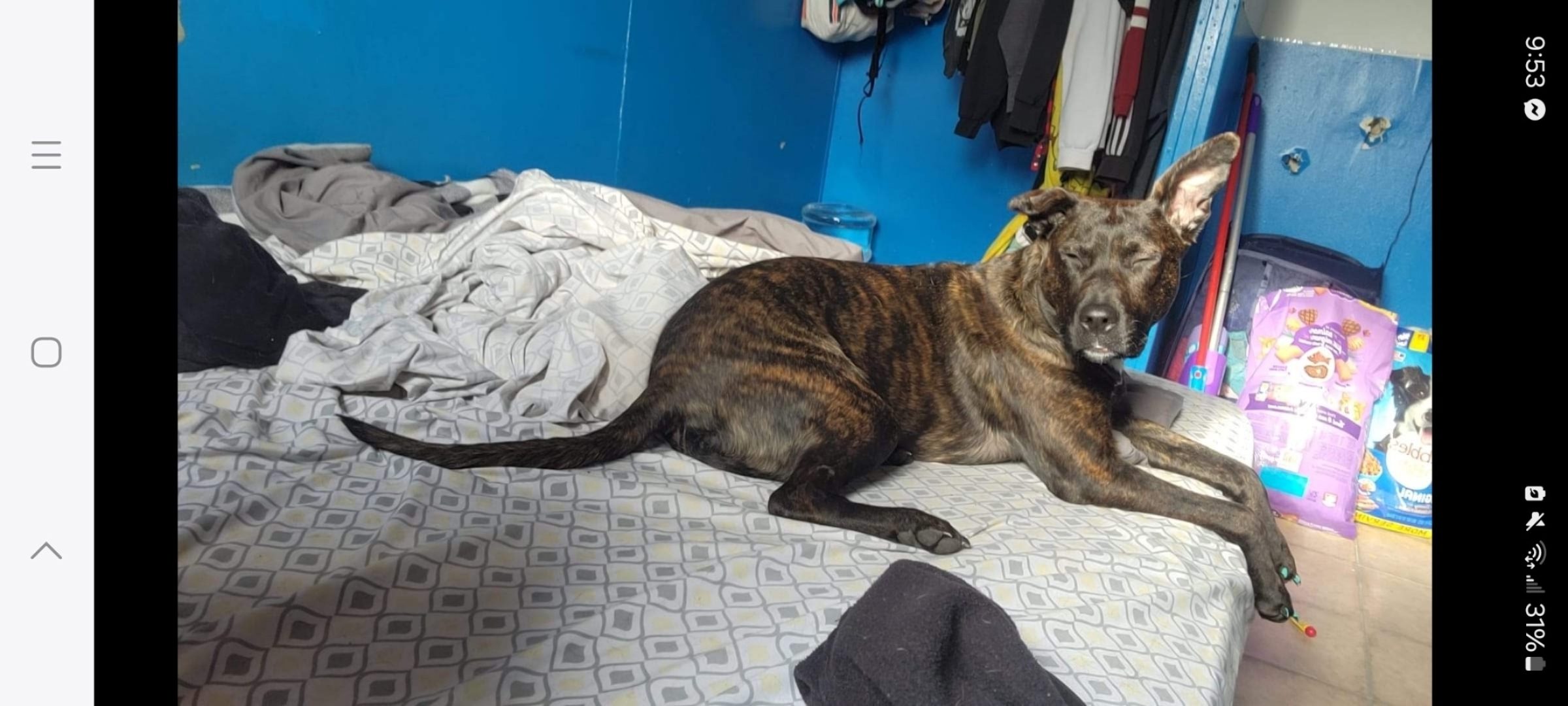 Missing Pitbull: Keno, Klamath Falls, 15764