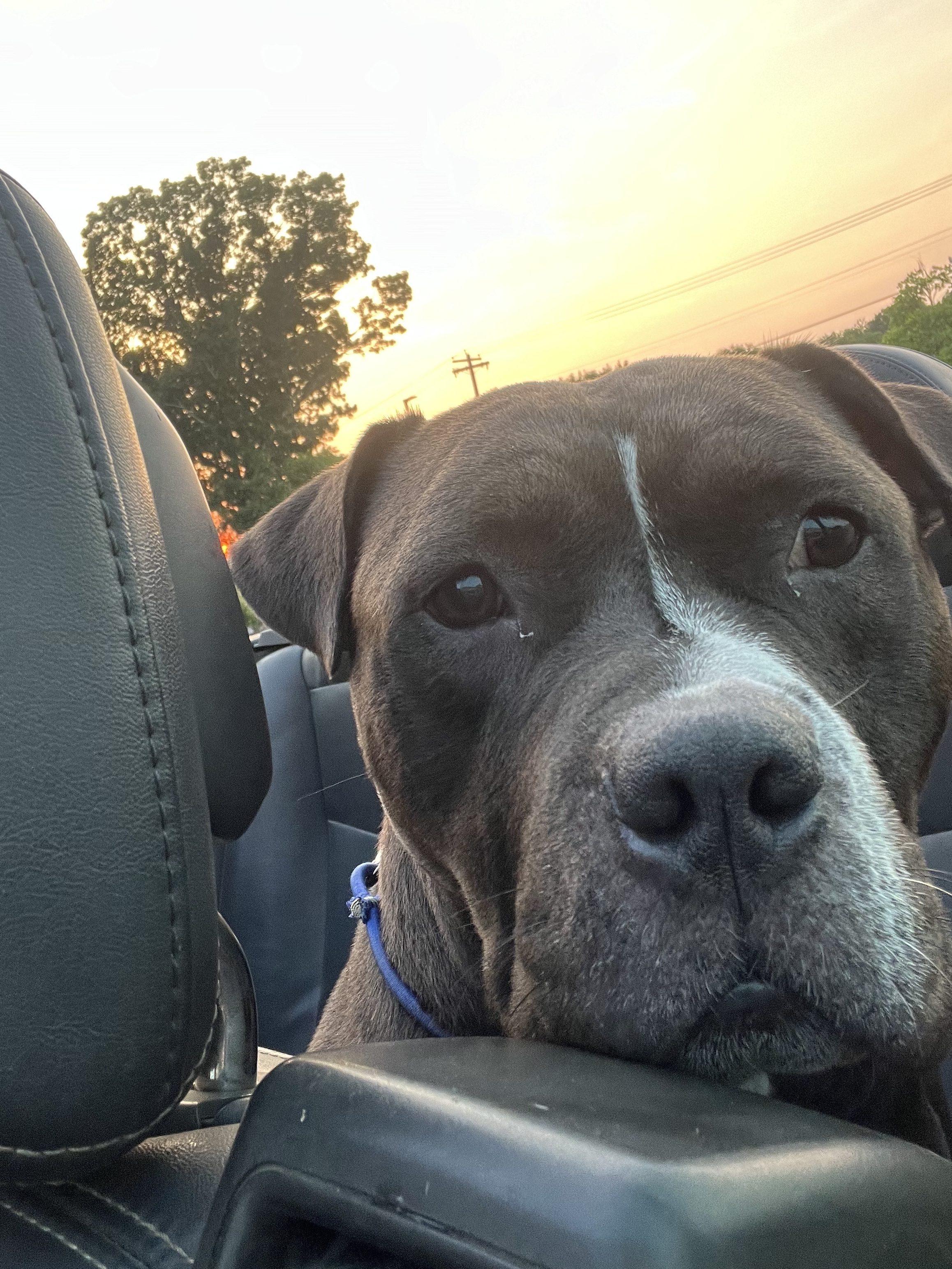 Lost Gray Pitbull, Friendly & Limping, Newfield