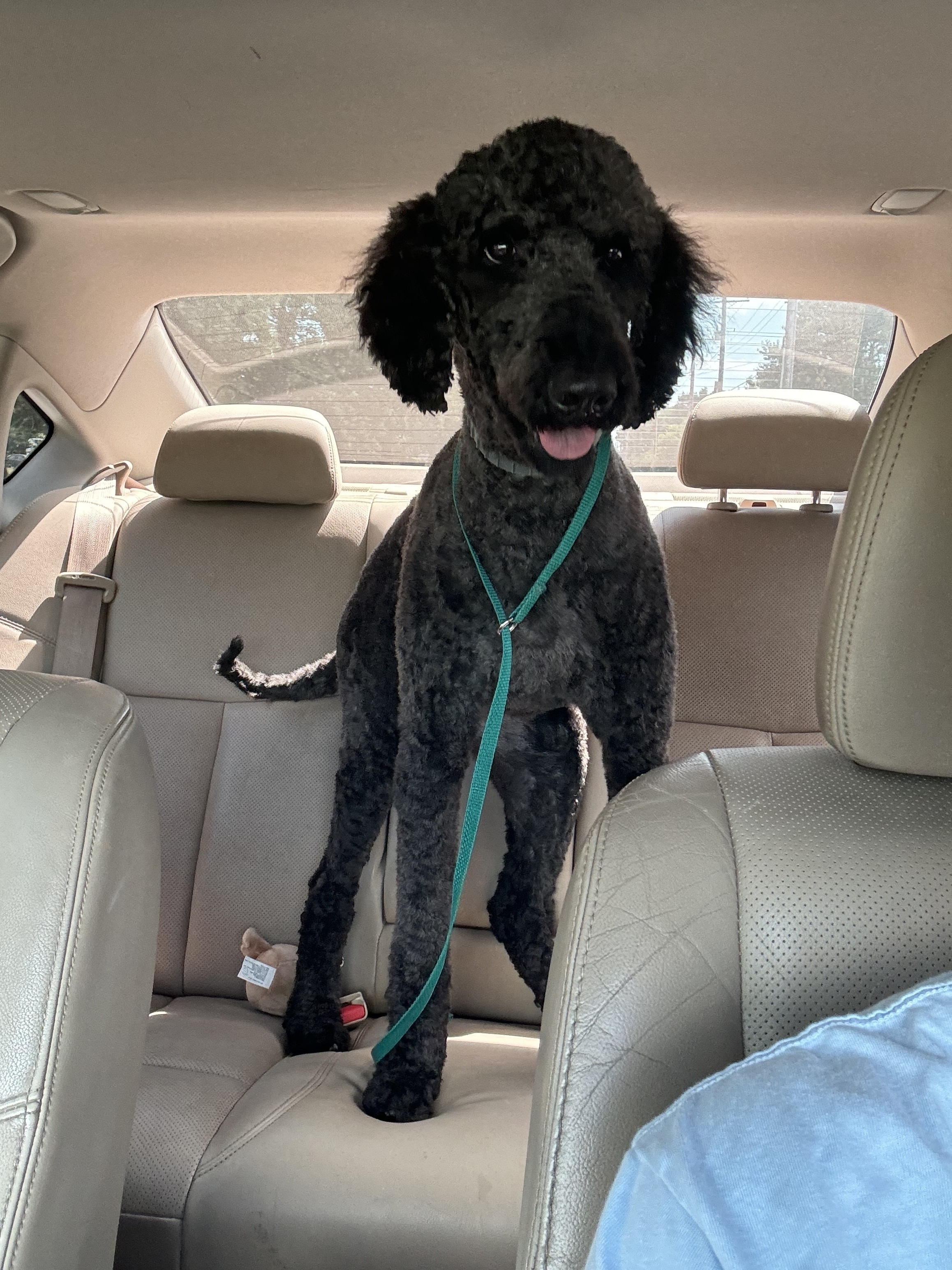 Lost Black Golden Doodle on Dunn Rd, Osceola