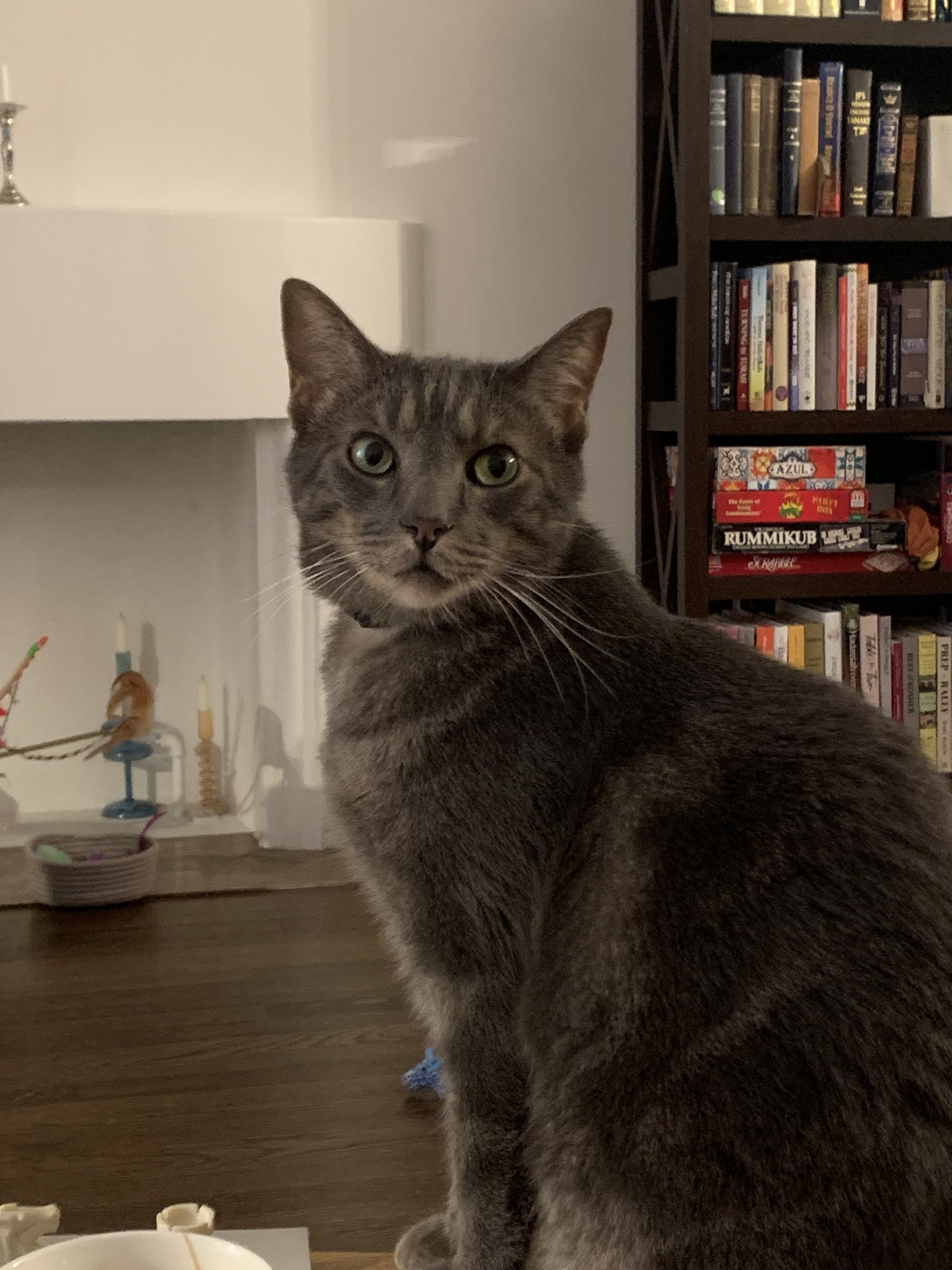 Lost Dark Grey Tabby Cat - East Livingston Ave