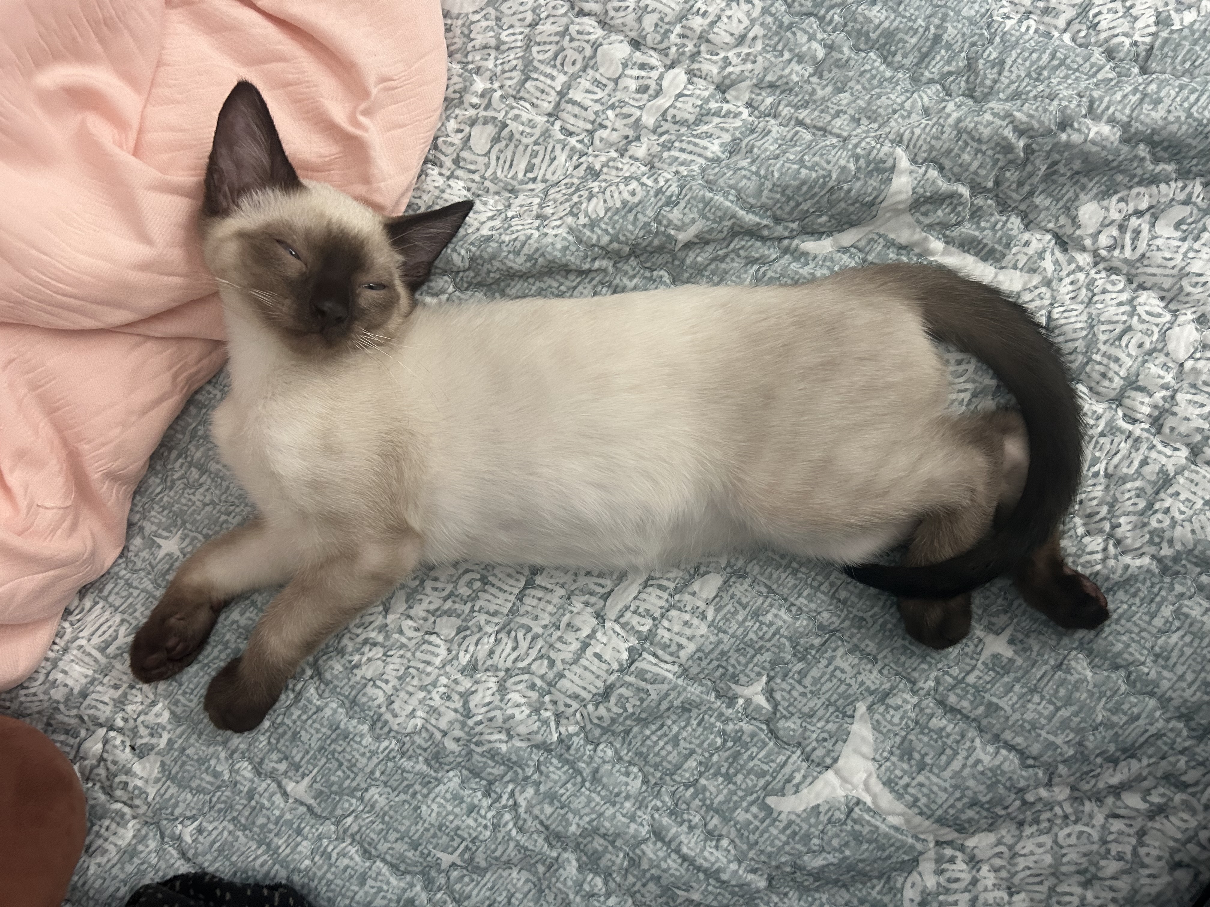 Lost Siamese Cat: Lago Del Norte, Belton