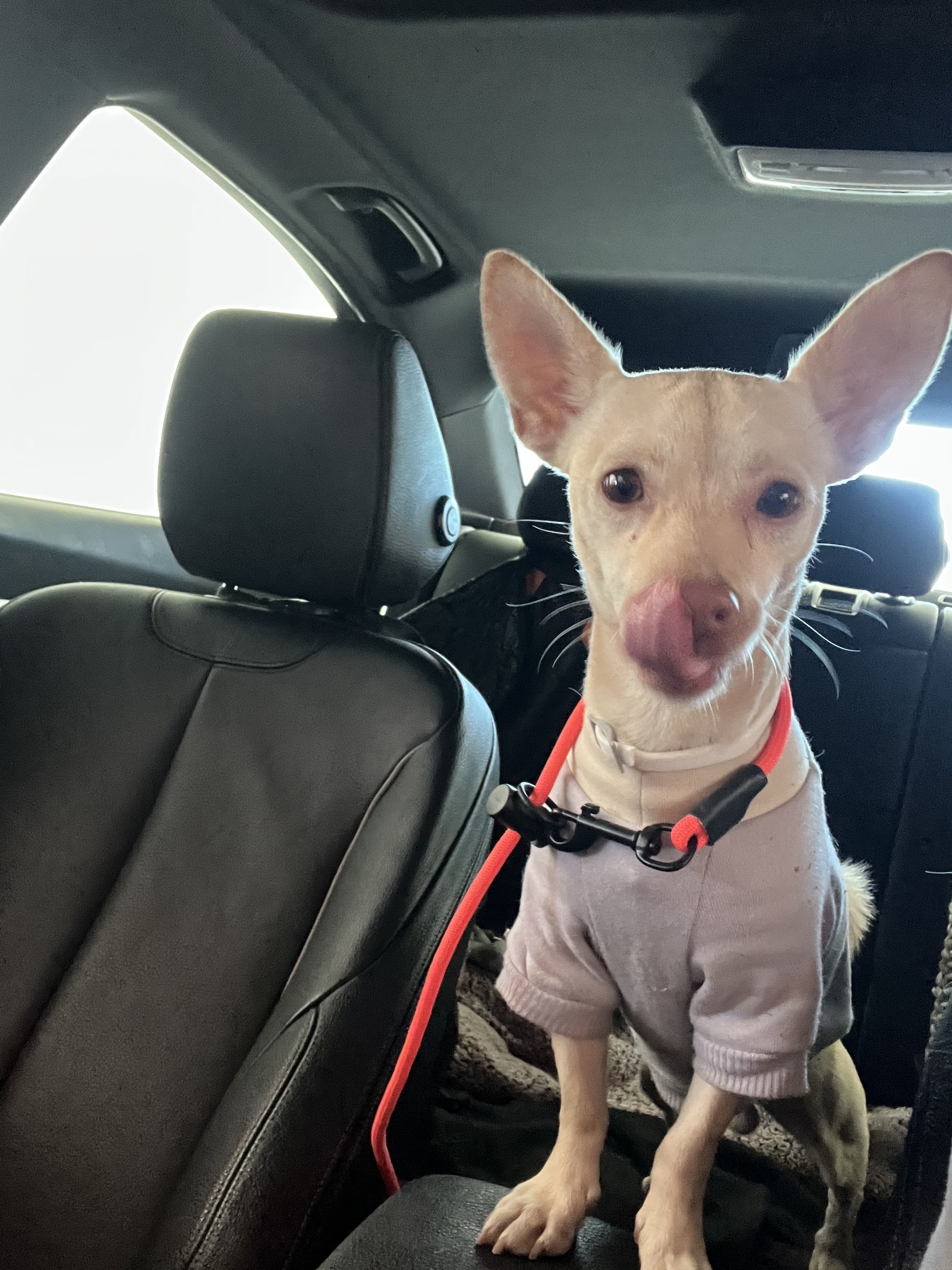 Friendly Tan Chihuahua Found in Garden Grove