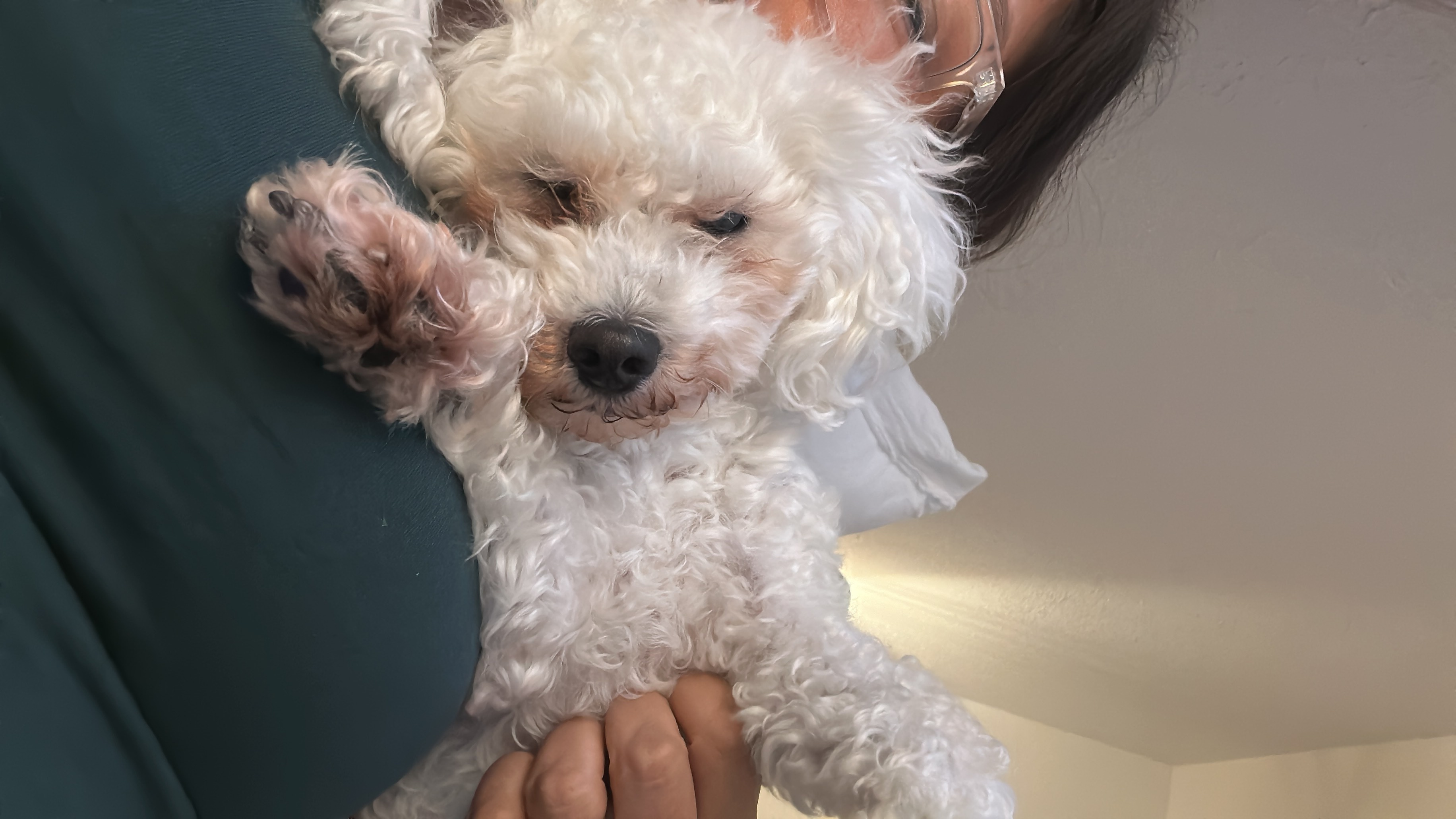 Lost: Small White Poodle in Ma...