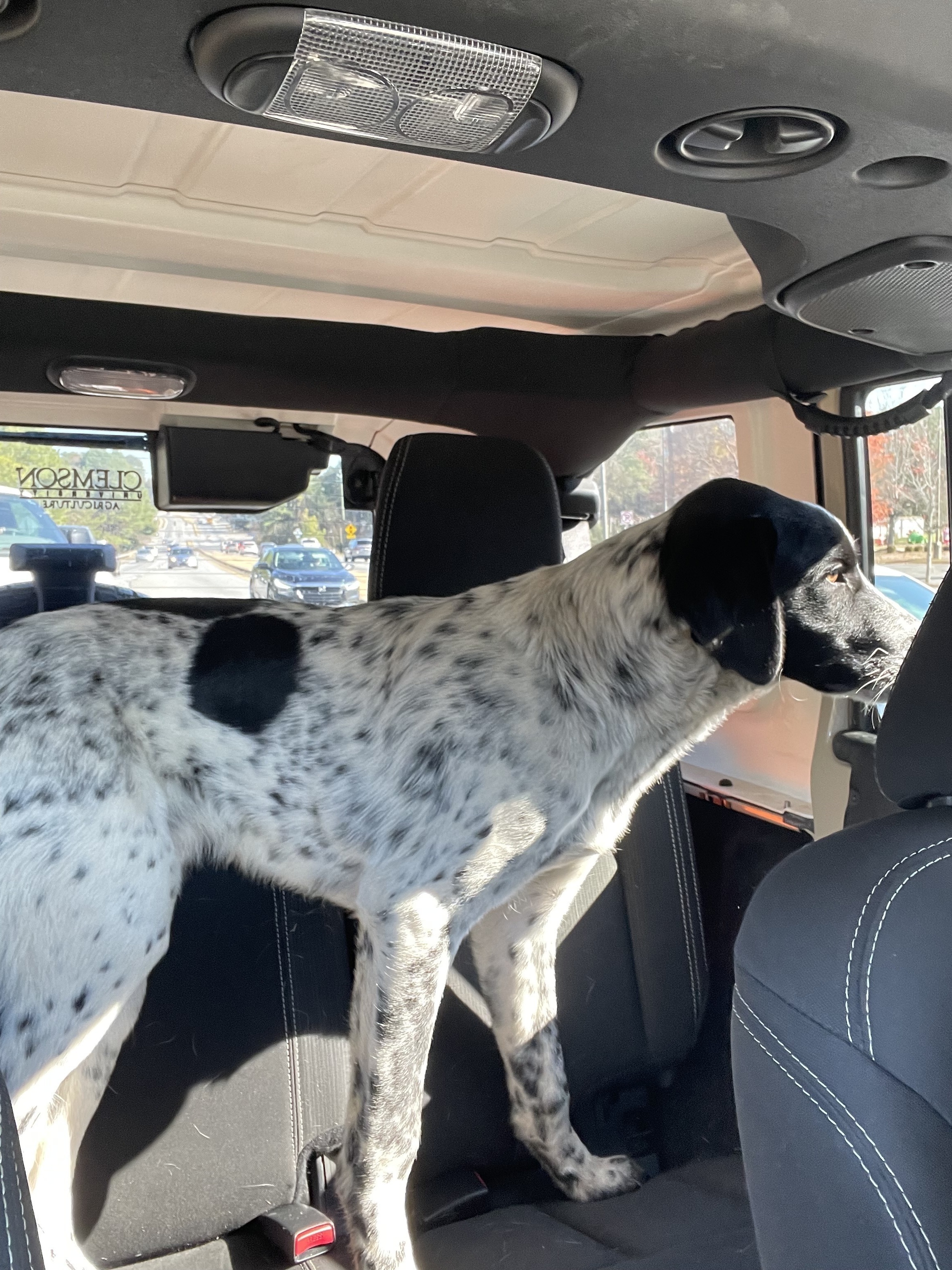 Found: Injured Lab Mix on Old Norcross Rd