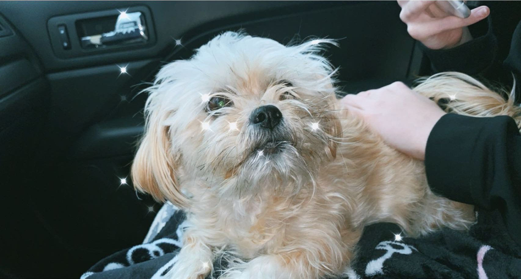 Lost Small Brown Dog on West Ferrel Dr