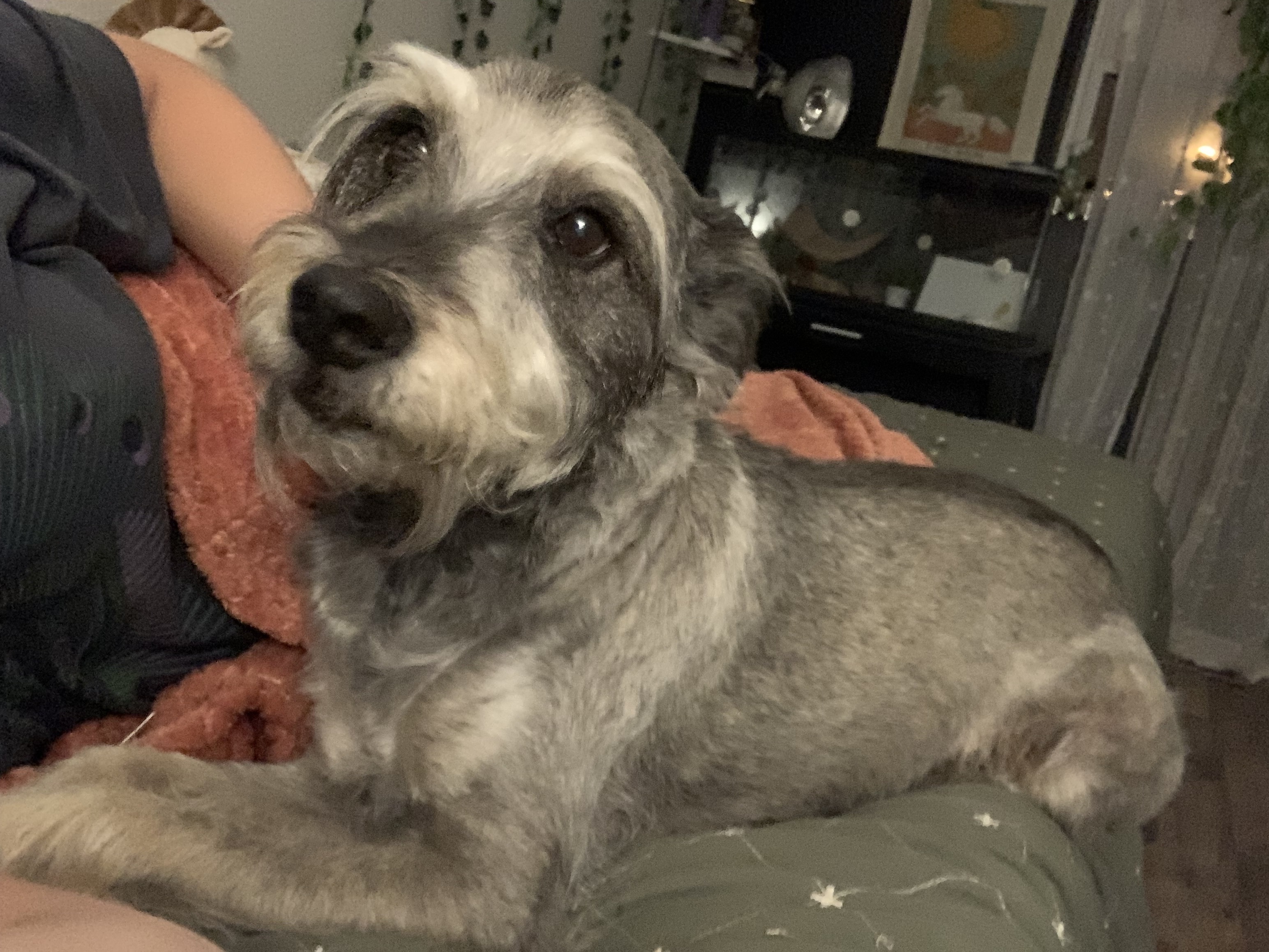 Missing: Toby the Schnauzer Mix in Lincoln