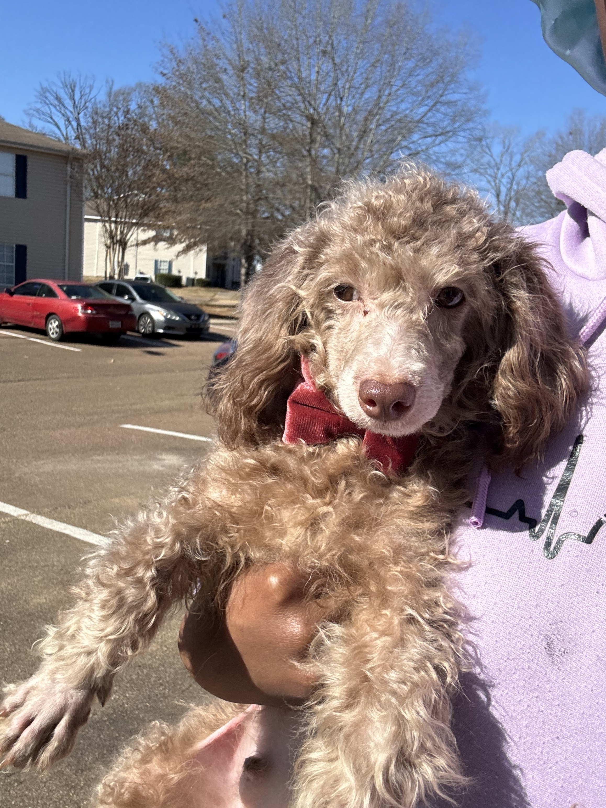 Lost Toy Poodle: Help Find Psyche!