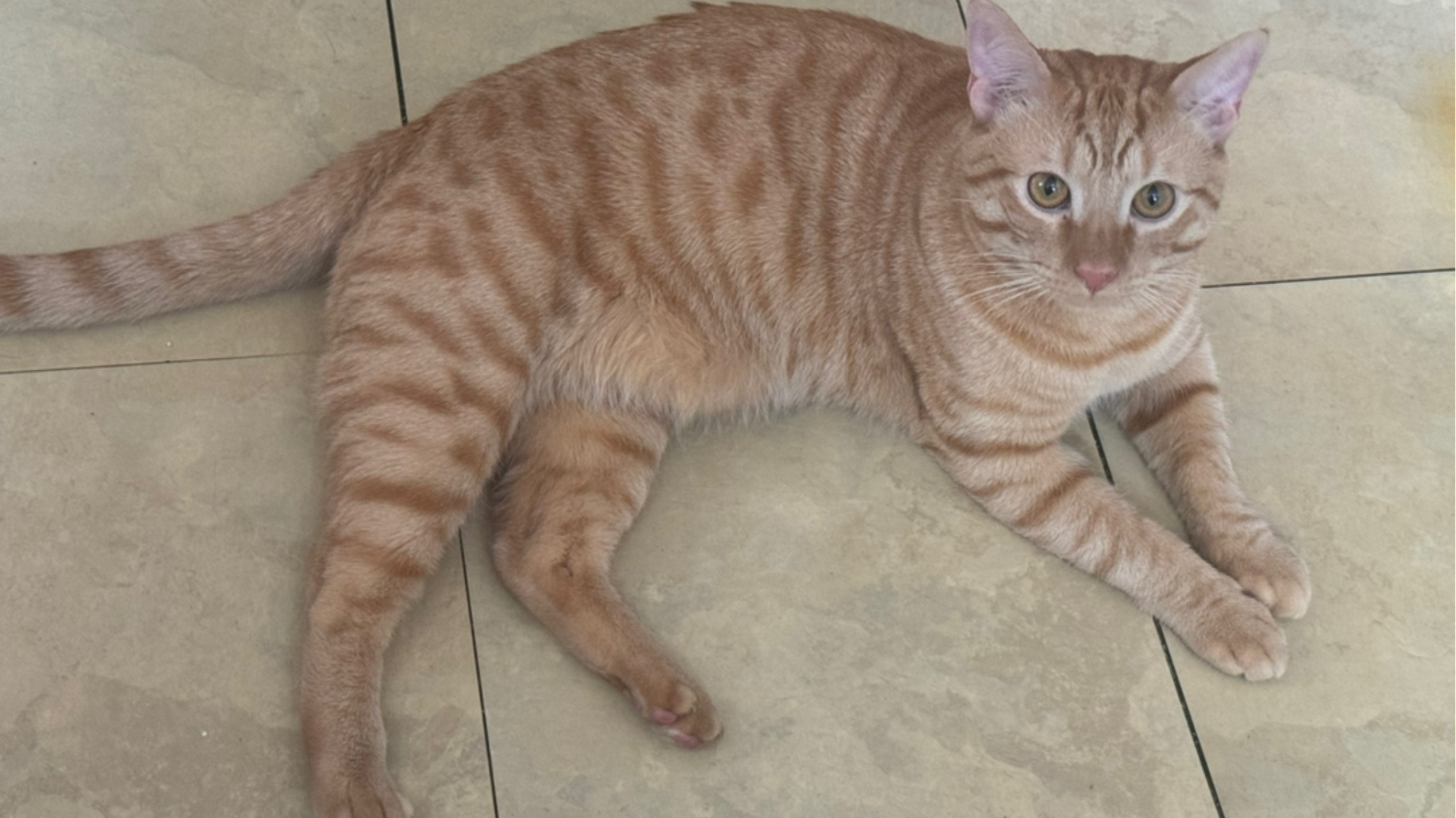 Missing Orange Tabby: Help Find Him!