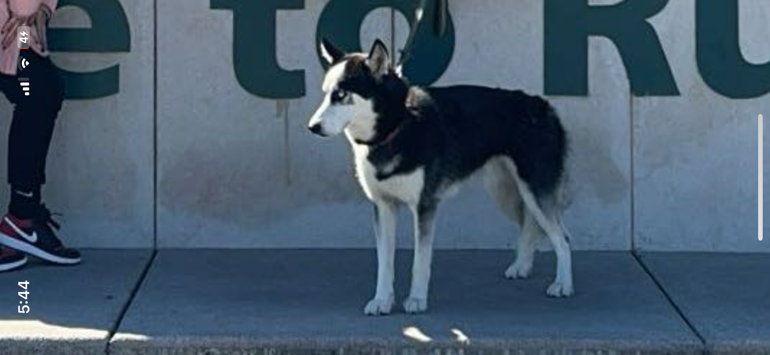 Lost Husky: Blue Eyes, Reddish Collar