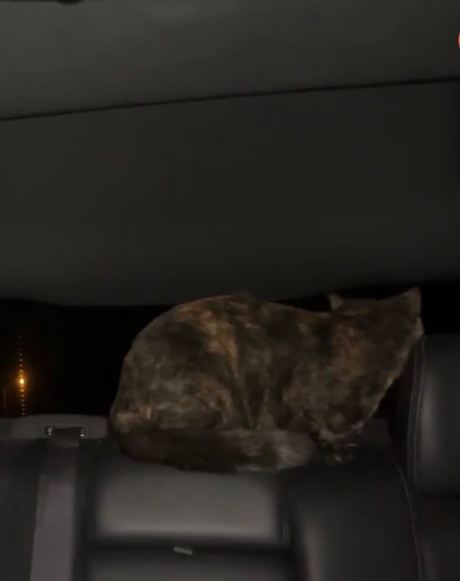 Missing cat Farmington, photo: Lost Tortoiseshell Cat on E 35th St, Farmington
