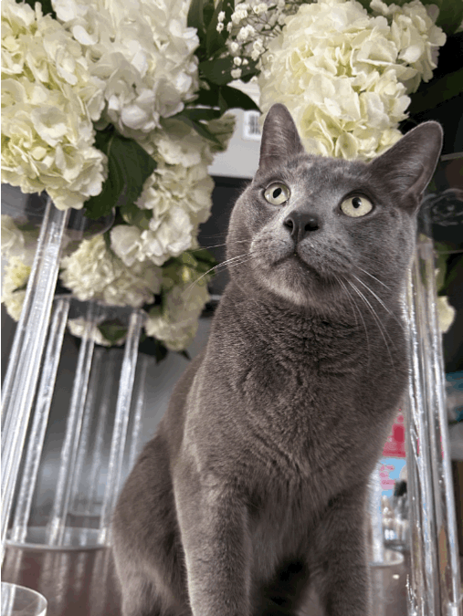 Help Find Milo: Lost Gray Cat on 91st St