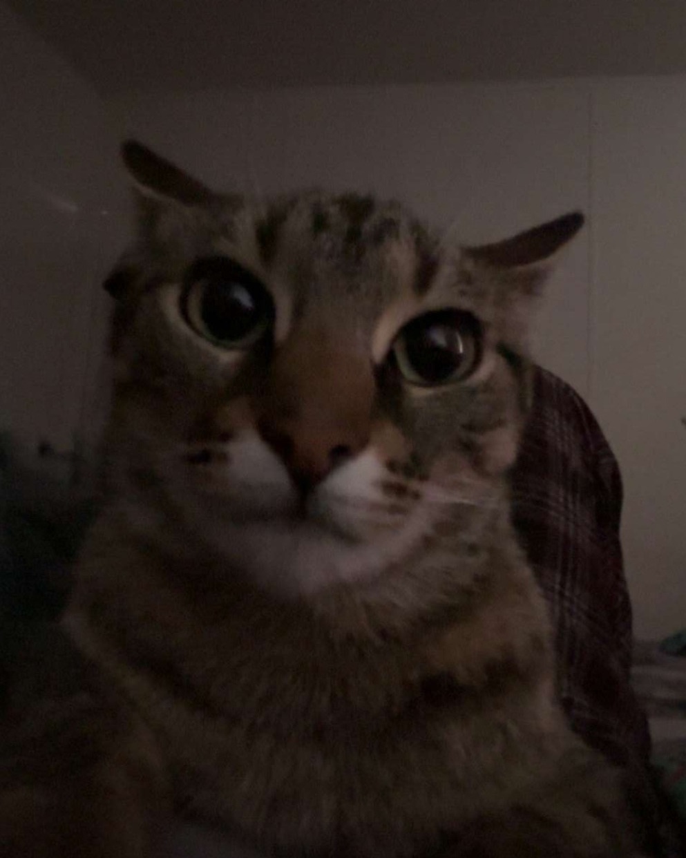Lost Pregnant Cat: Scar on Nose - St. Charles