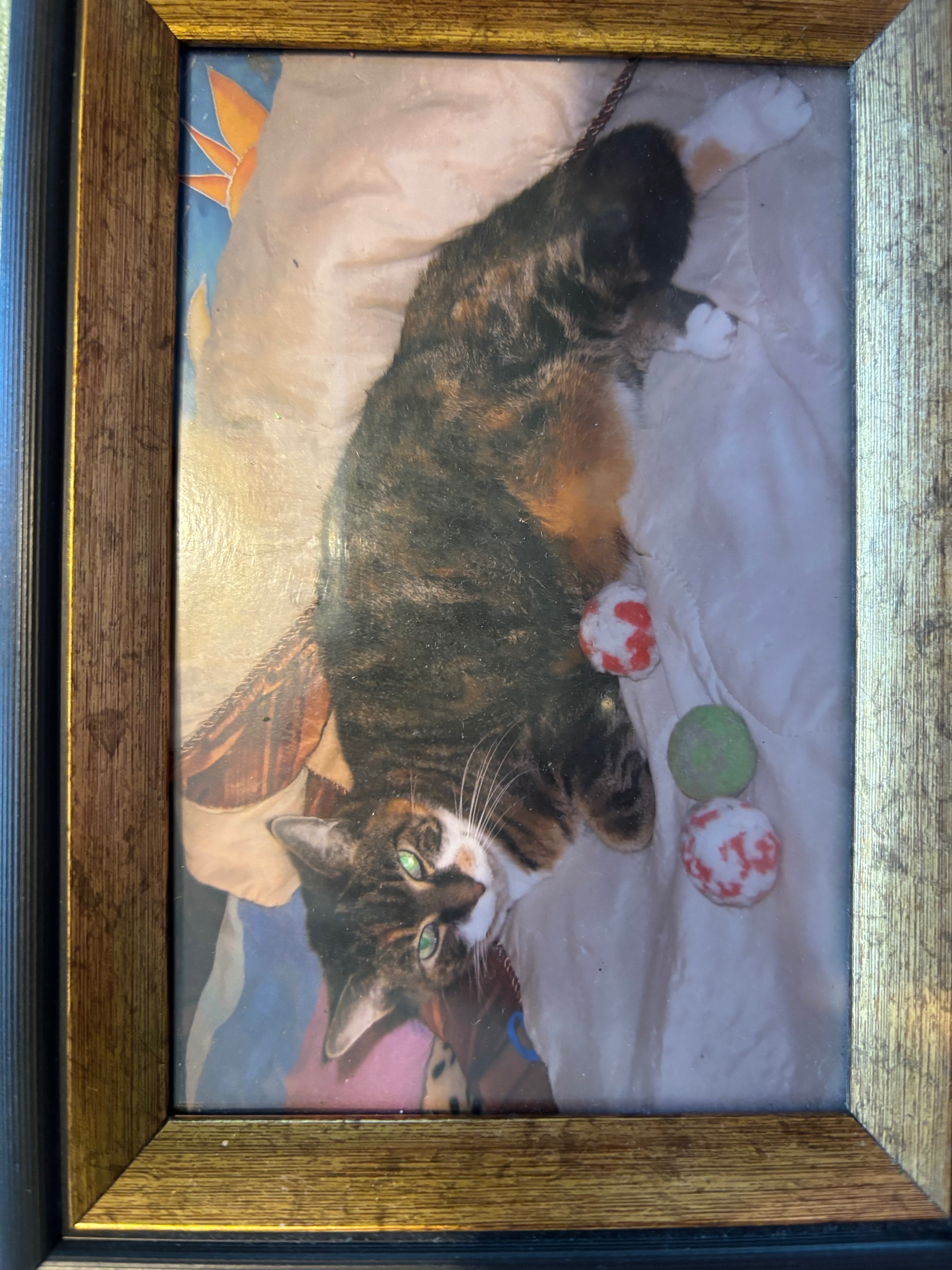 Missing cat , photo: Lost Friendly Cat: Peanut in Amityville