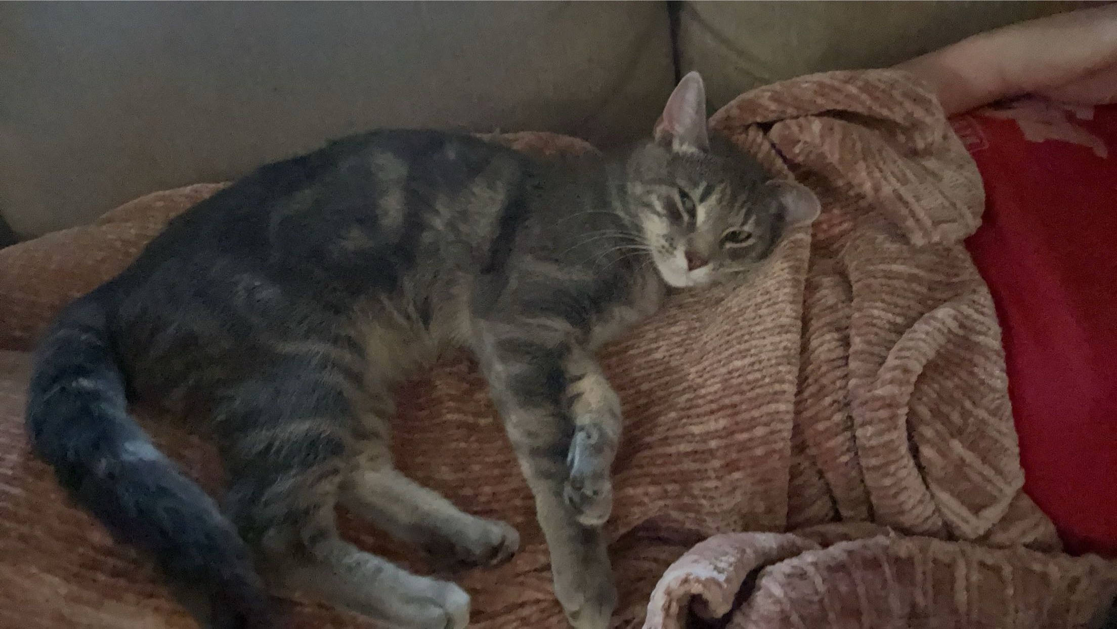Lost pets Lincoln, photo: Lost Gray & White Tabby on Carlos Dr