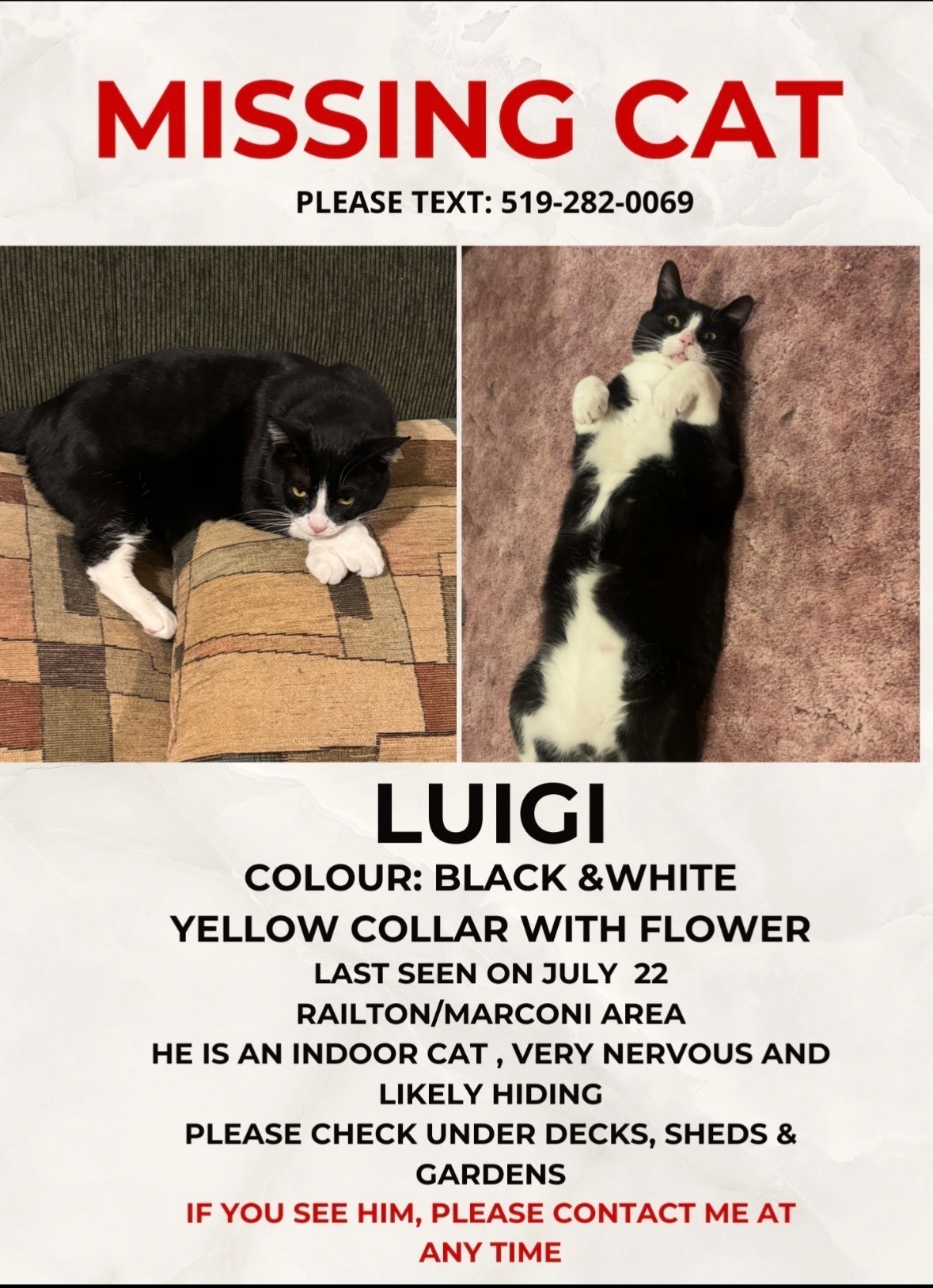 Lost Cat: Black & White, Yellow Collar