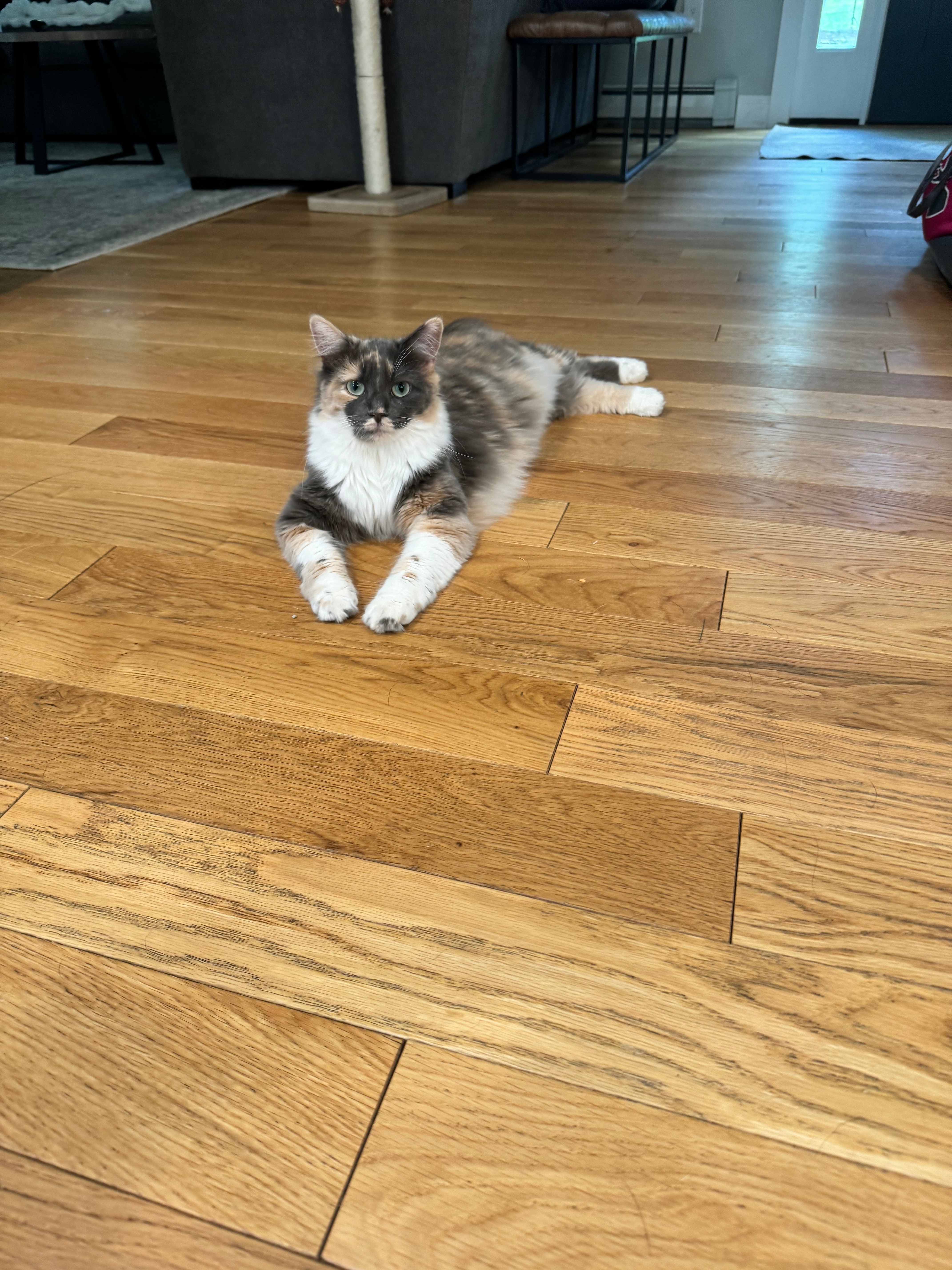 Lost Cat: Fluffy Tail on Teresa Dr, Mendon