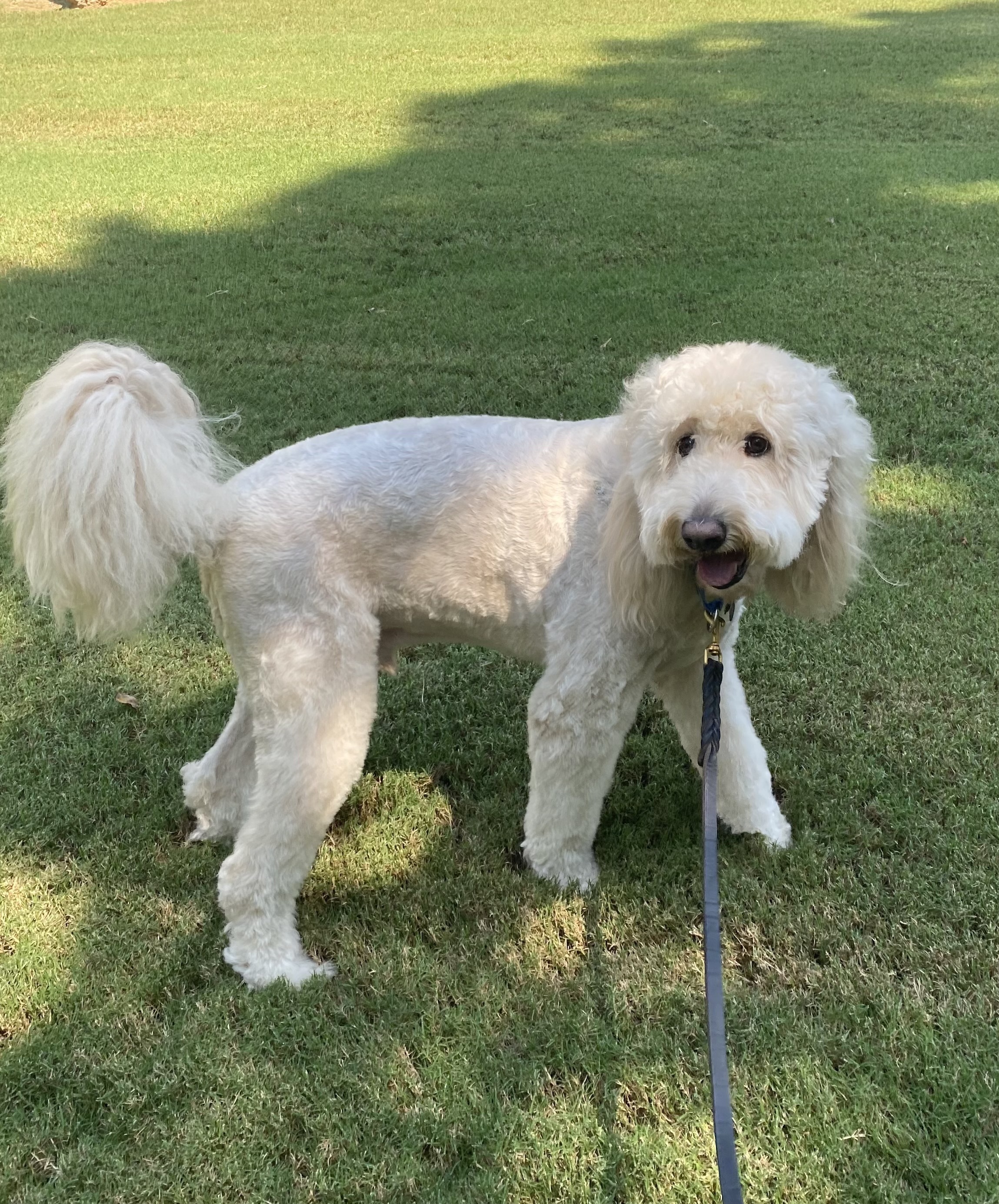 Help Find Our Gentle Goldendoodle