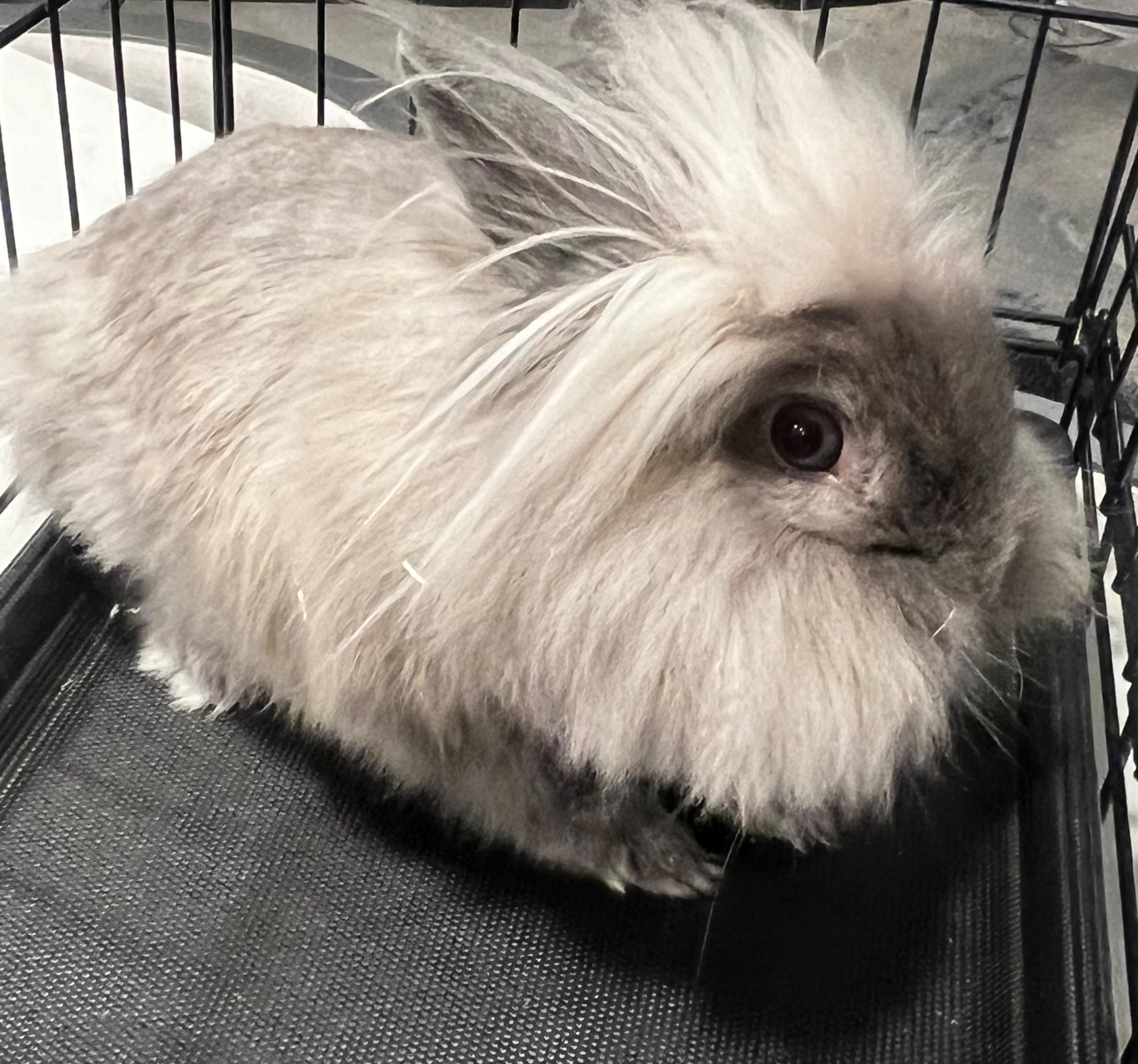 Lost pets West Palm Beach, photo: Lost Bird Alert: Grey in West Palm Beach