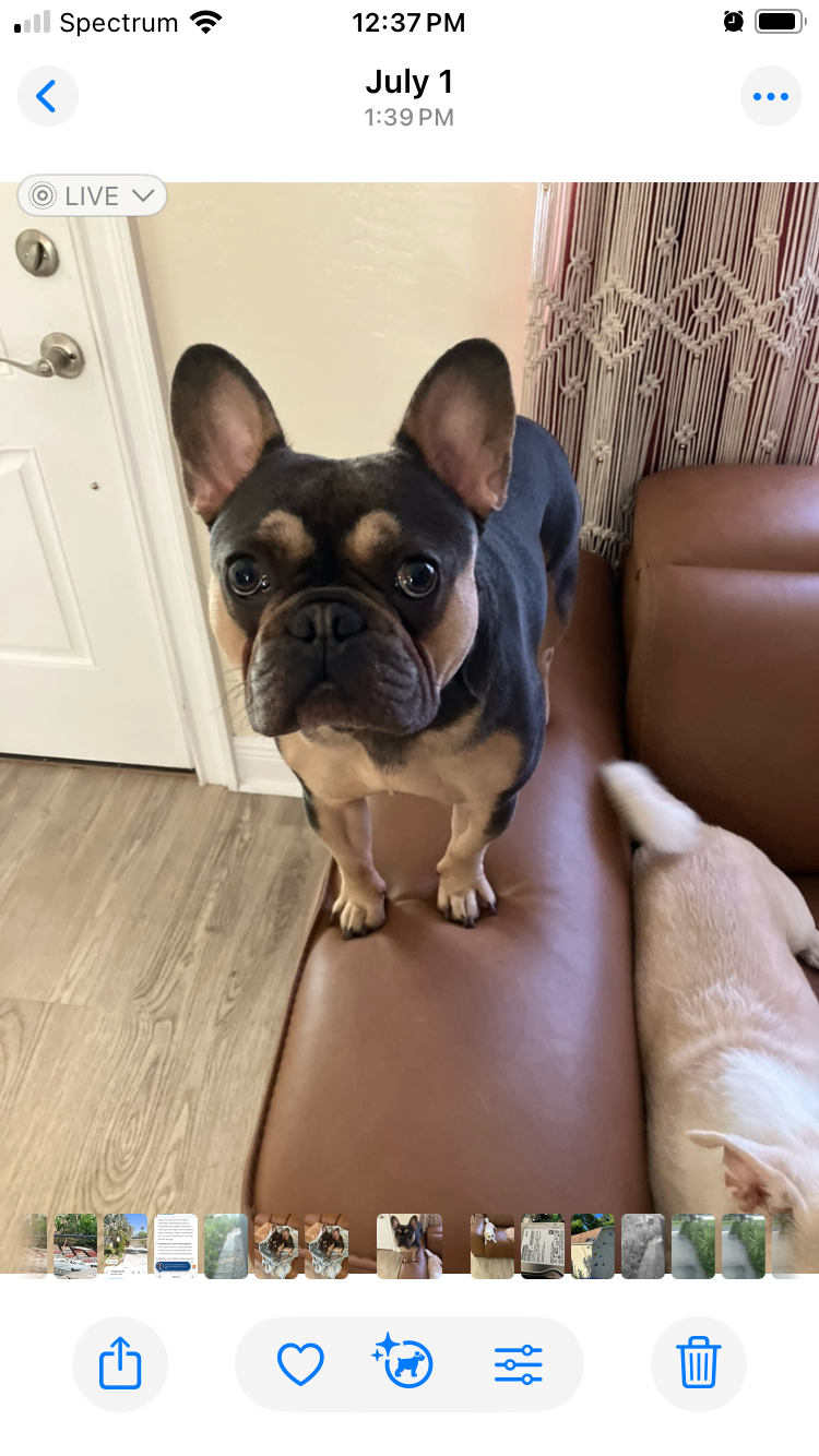 Lost dog, Florida Gulf Coast University