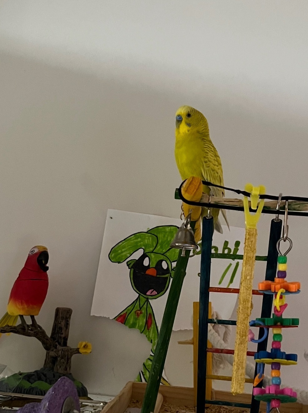 Lost and found pets Charlotte, photo: Lost Male Yellow Budgie on Camden Rd