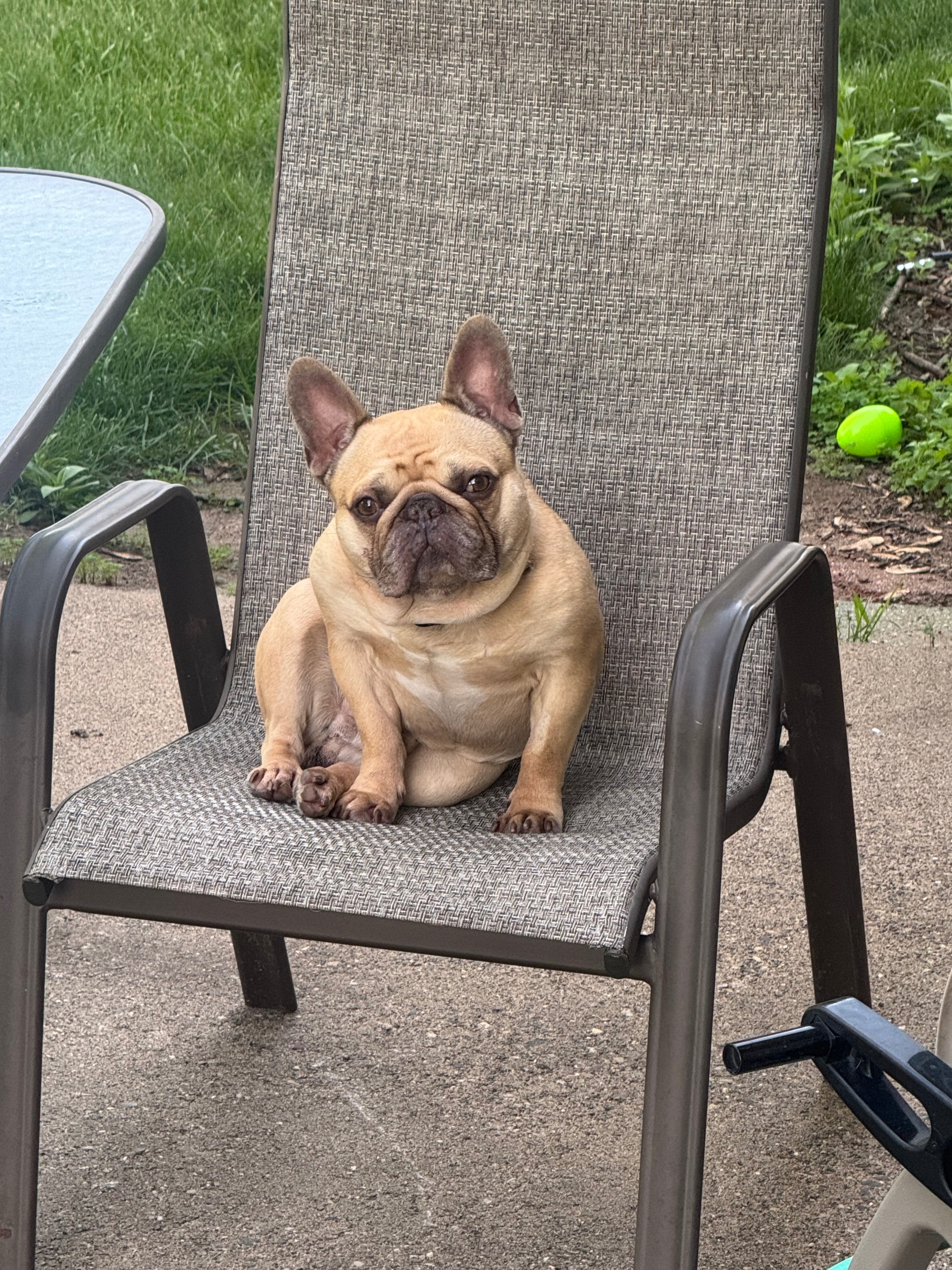 Missing dog Big Lake, photo: Urgent: Help Find Lost Bulldog Oliver!