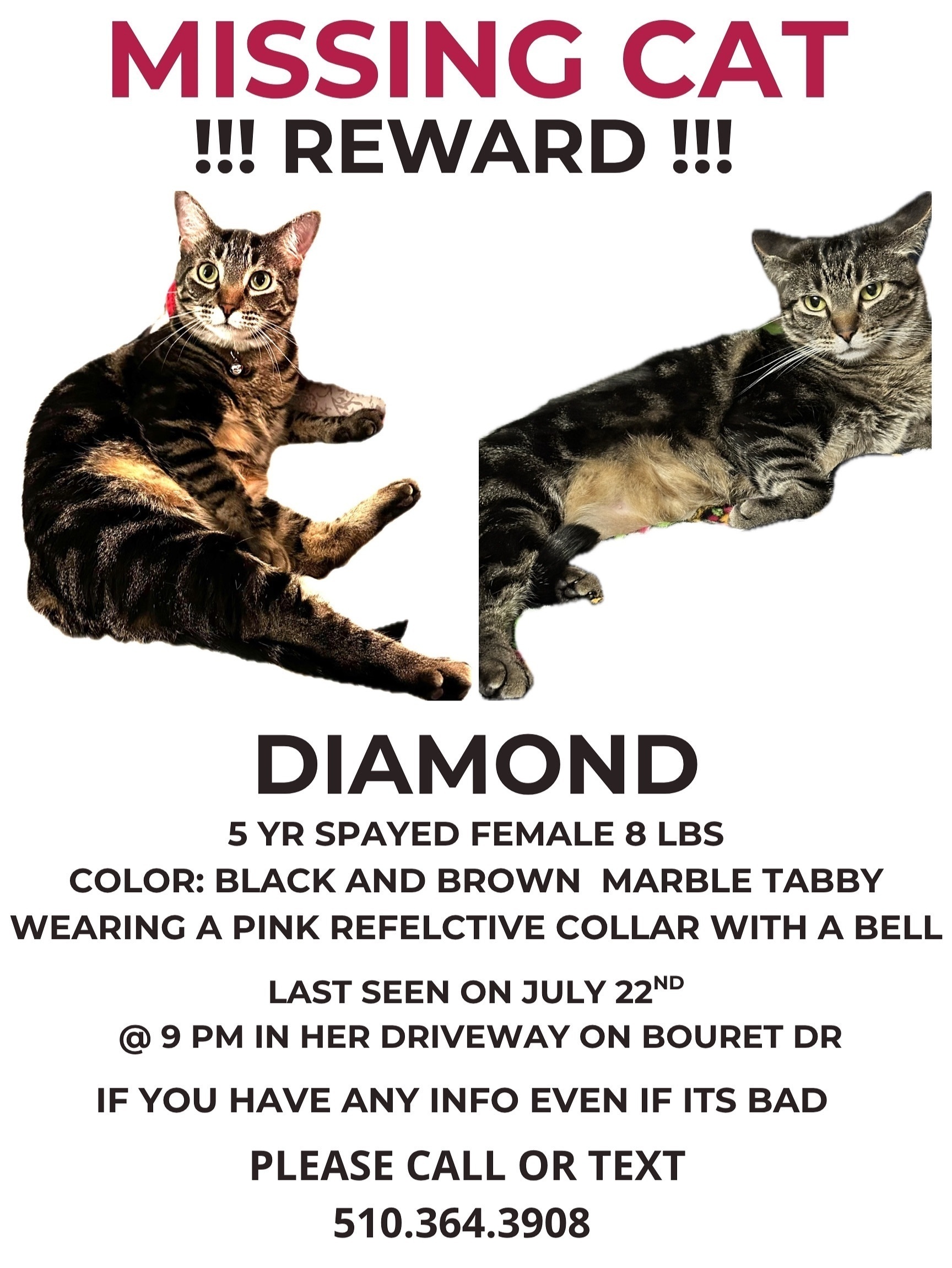 Lost and found pets San Jose, photo: Lost Cat: Chatty Tabby on Bouret Dr