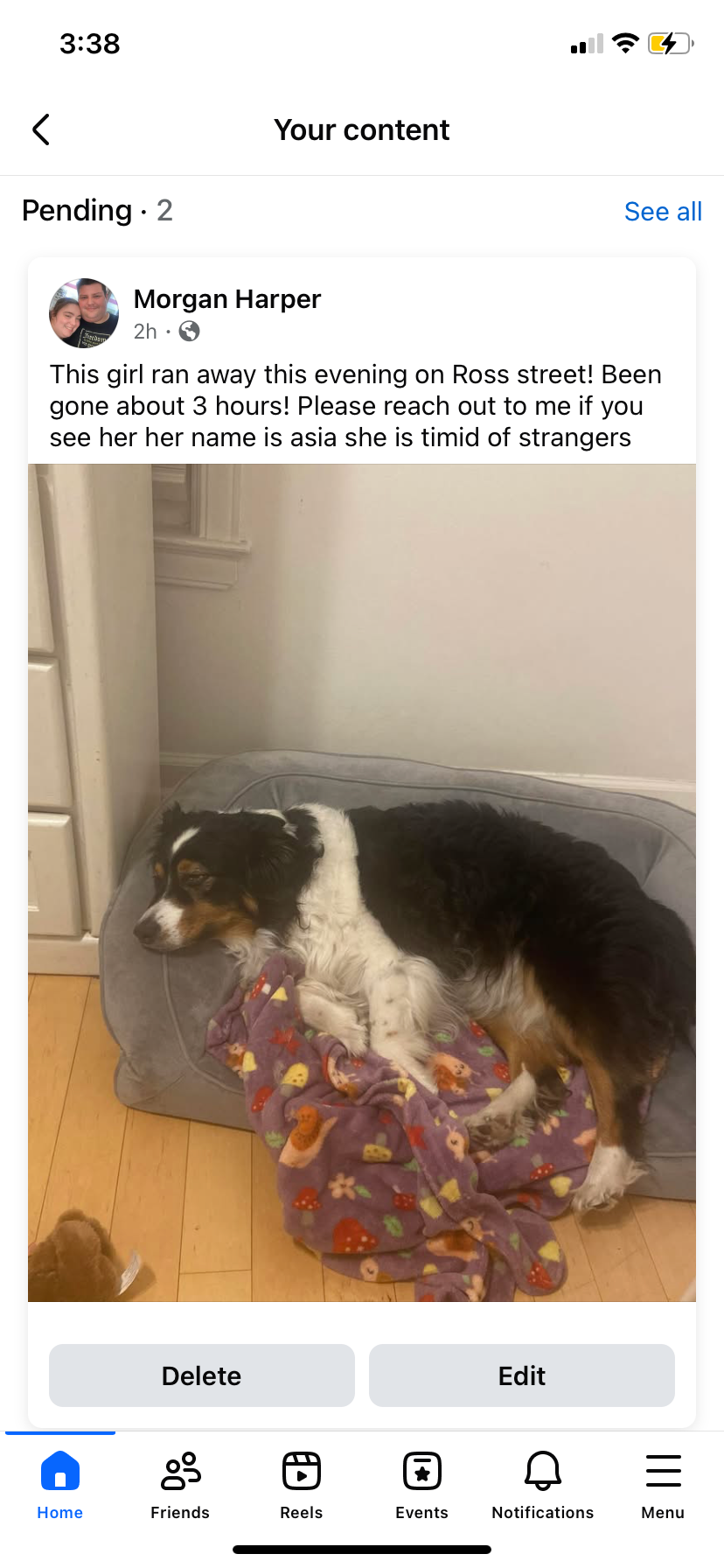 Lost dog, Dearborn
