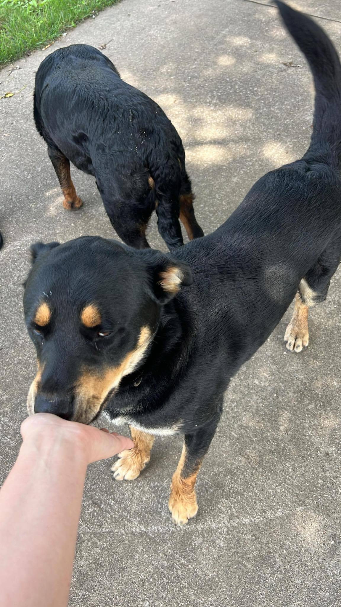 Missing dog Louisville, photo: Lost Rottweiler Husky Mix in Louisville