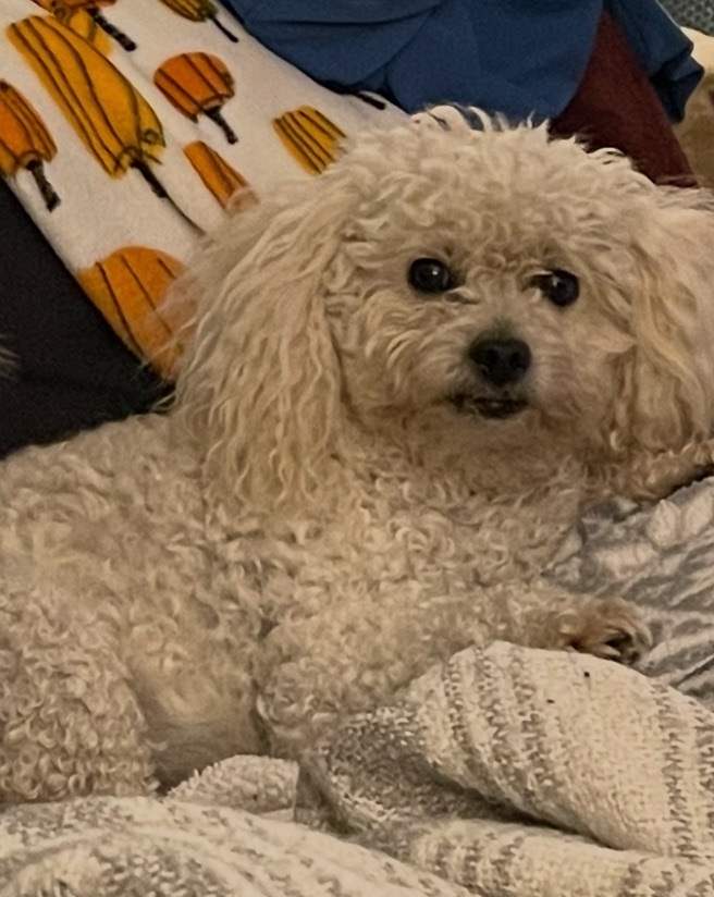 Missing dog Sherman, photo: Lost Mini Poodle Mix on Patricia Dr
