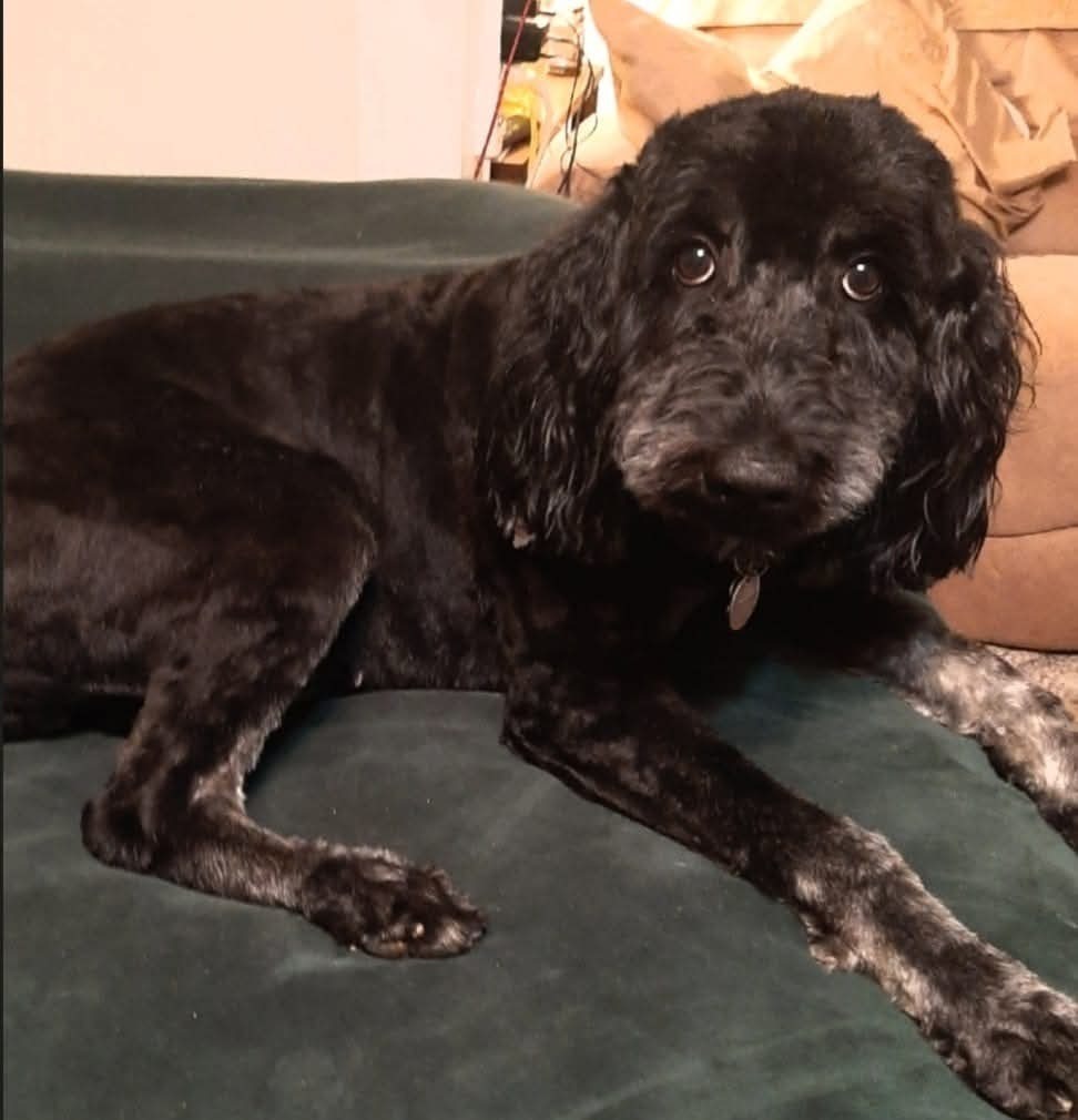 Help Find Doodle Bug: Black Golden Doodle