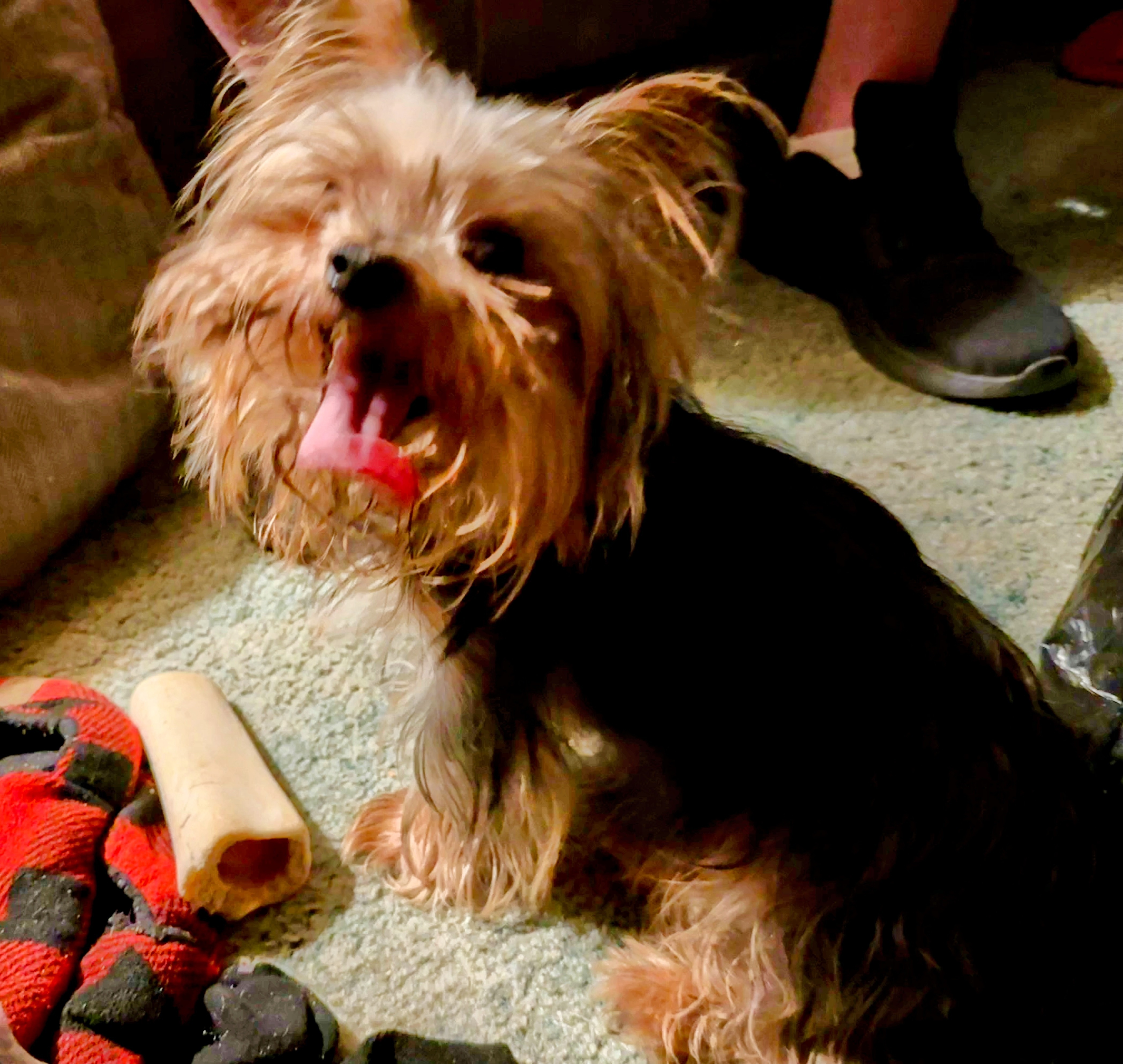Lost Yorkie: Black & Tan on Roe Rd 1318