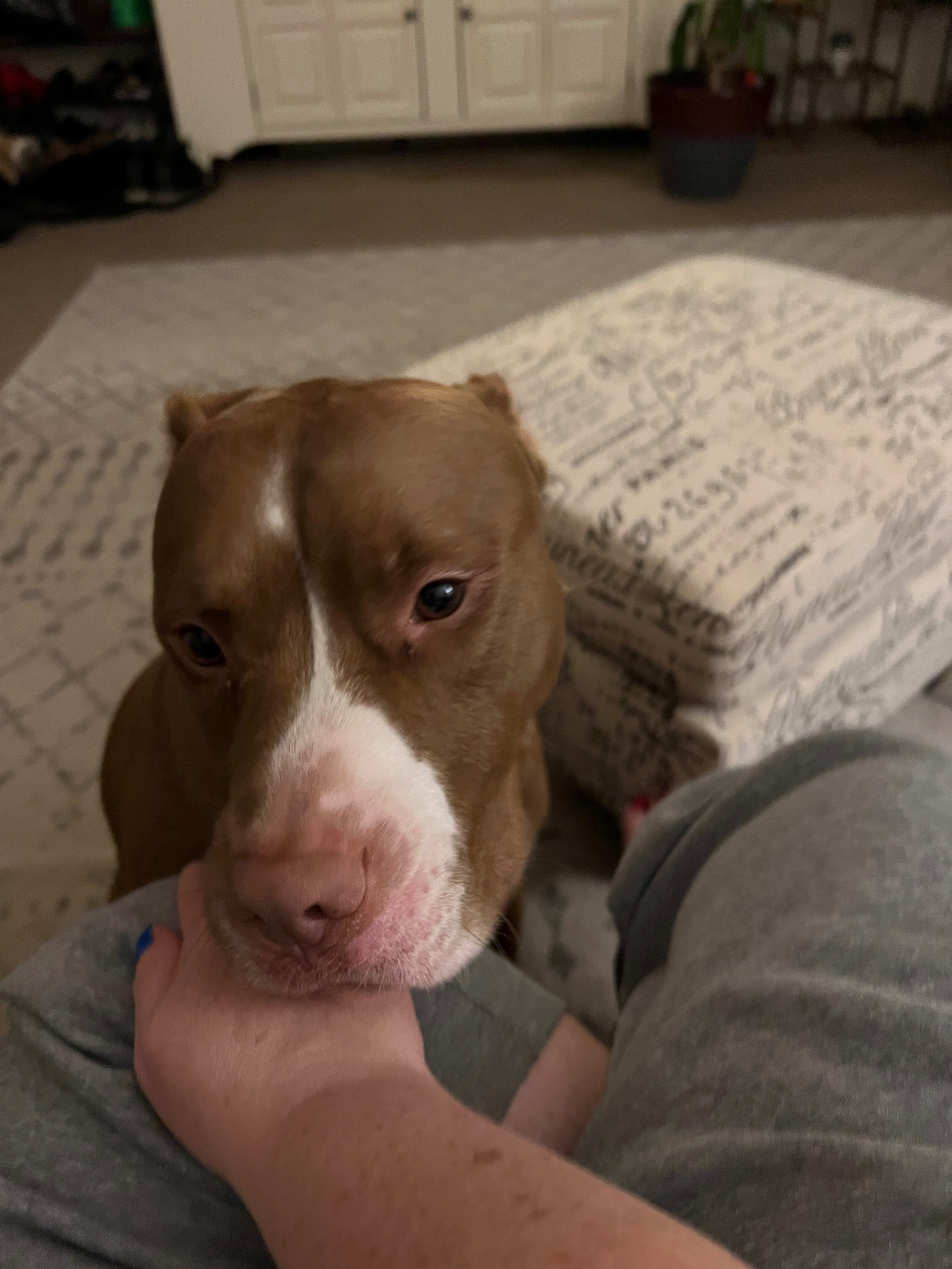Missing dog , photo: Lost dog