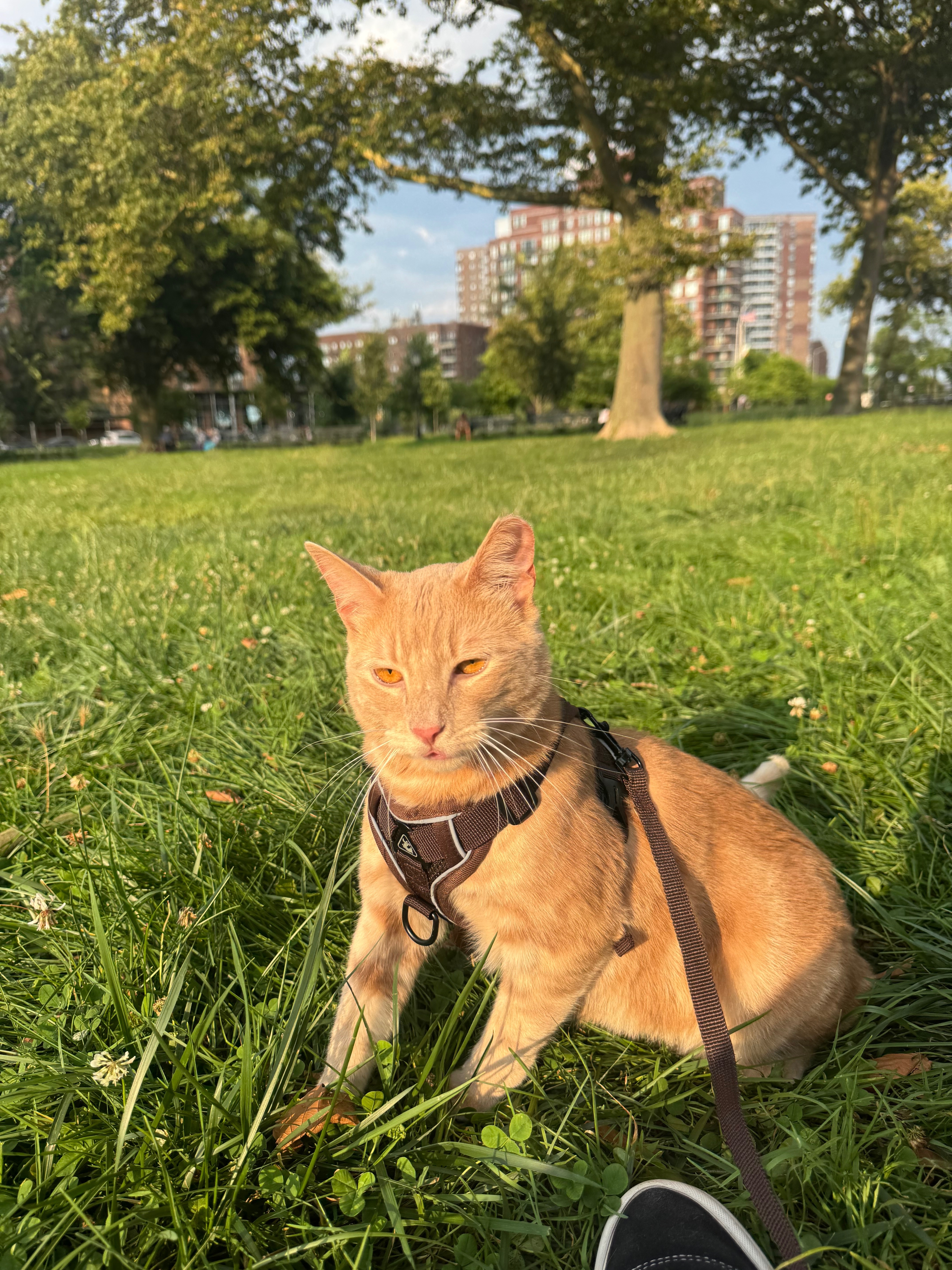 Lost Ginger Cat: Bay 44th St, NYC