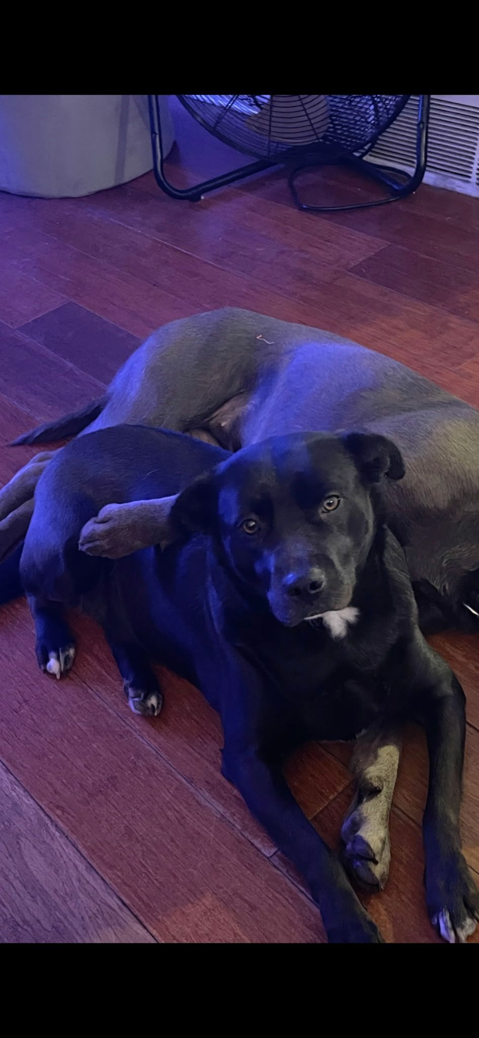 Lost Dog: Sox, Black Lab/Terrier Mix