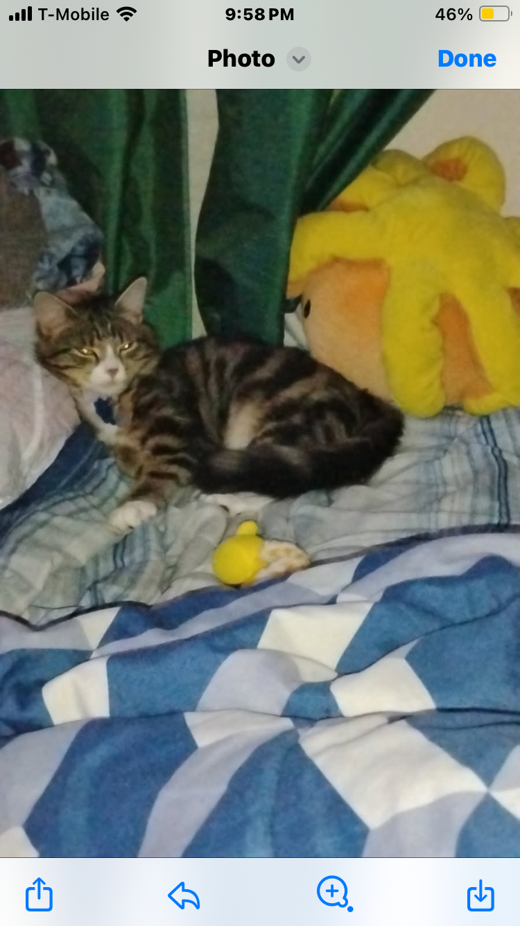 Lost Pink Cat: 'Meow' Print - Lynn, MA