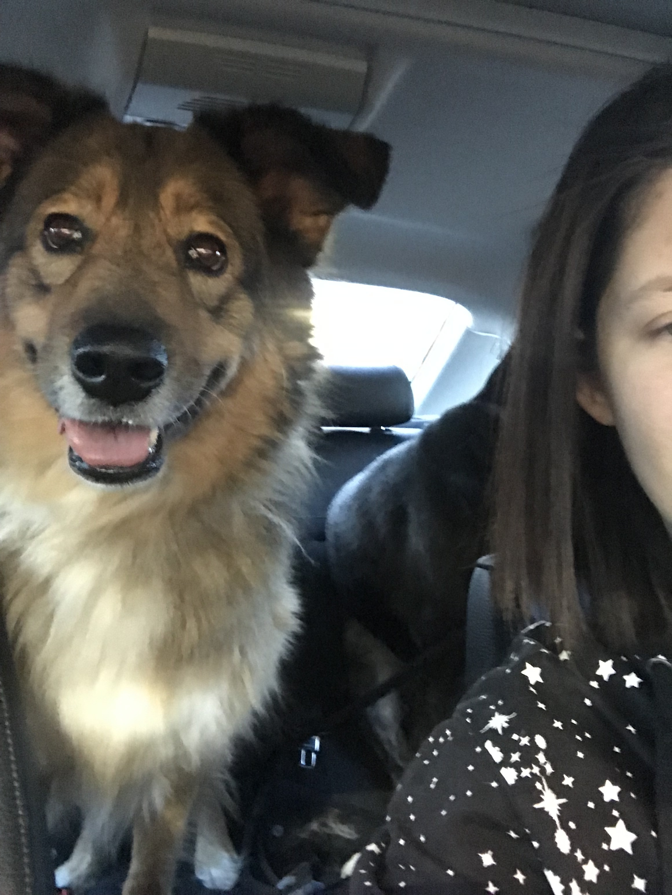 Lost Sweet Senior Dog in Denver Area