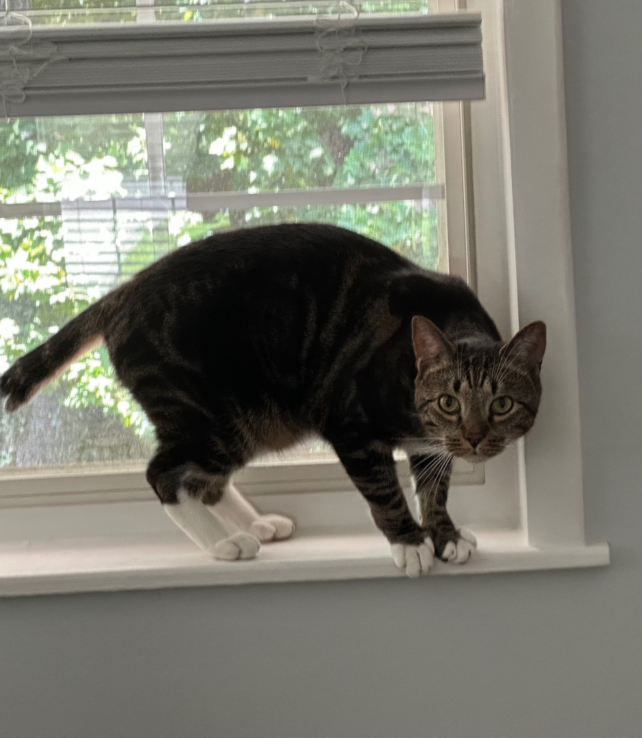 Lost and found pets Smyrna, photo: Lost Cat: Half Tail & White Feet - Smyrna