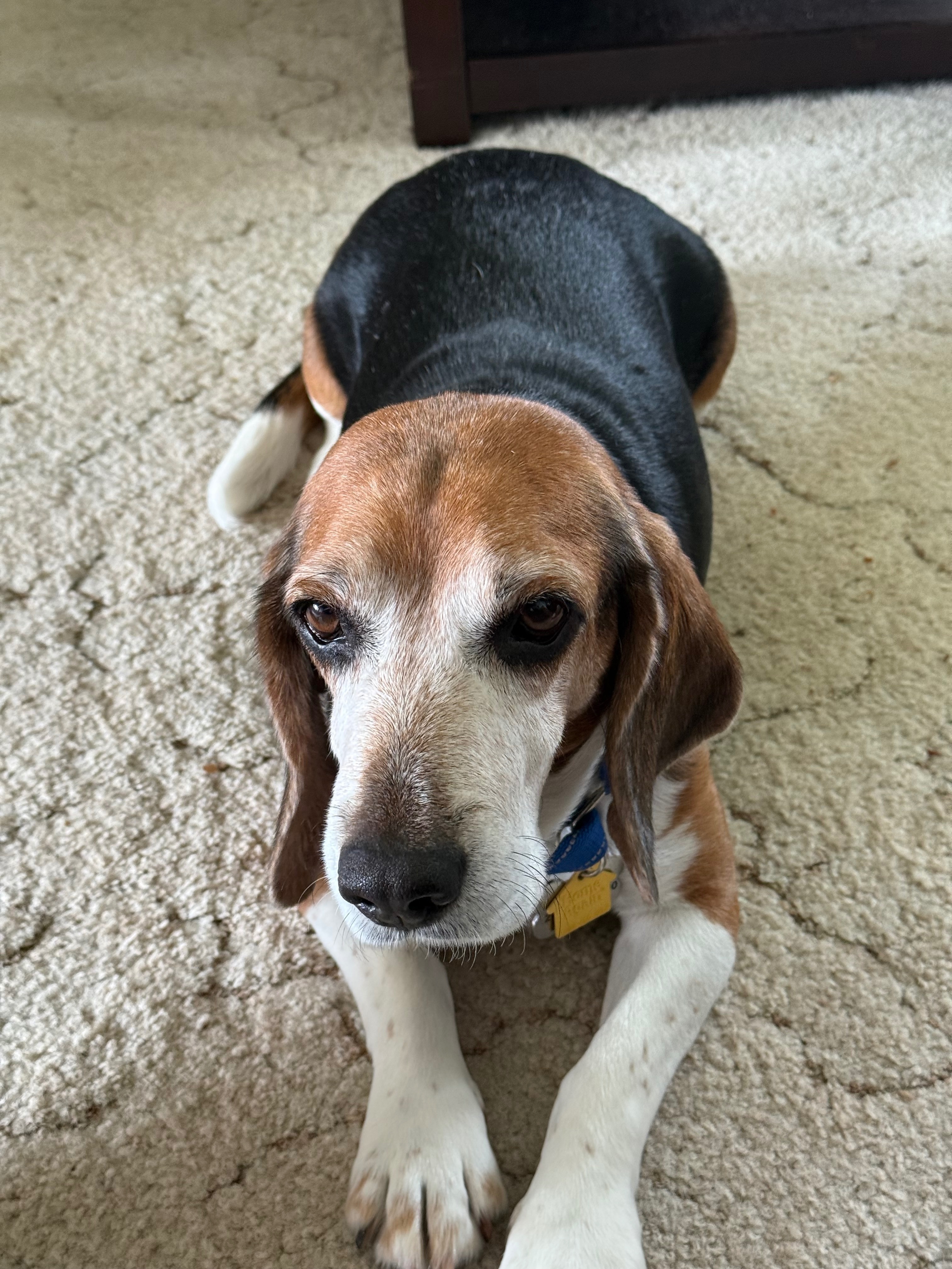 Missing dog Racine, photo: Lost Black & Tan Dog on Fleetwood Dr