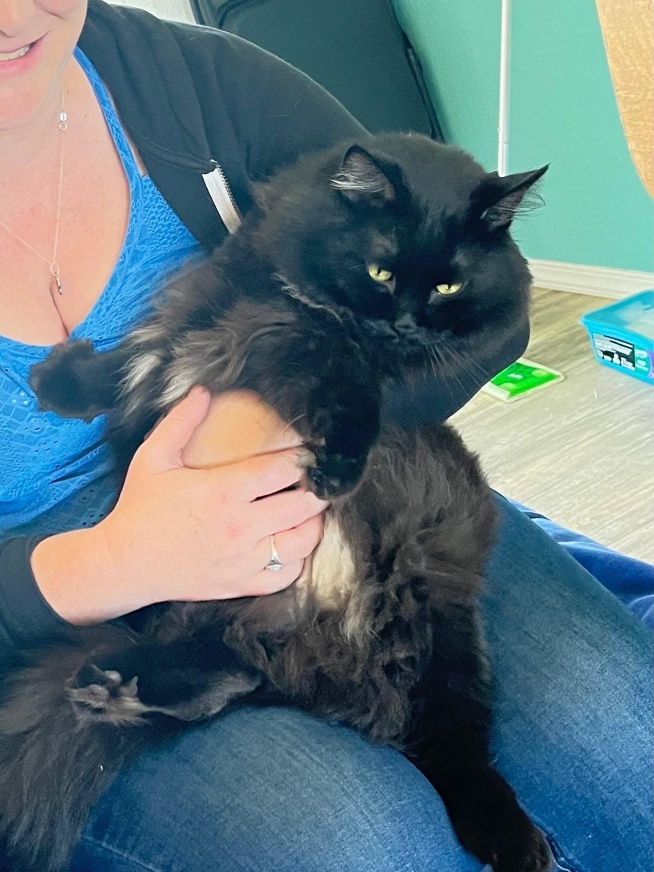 Lost pets Citrus Heights, photo: Lost Friendly Black Cat in Citrus Heights