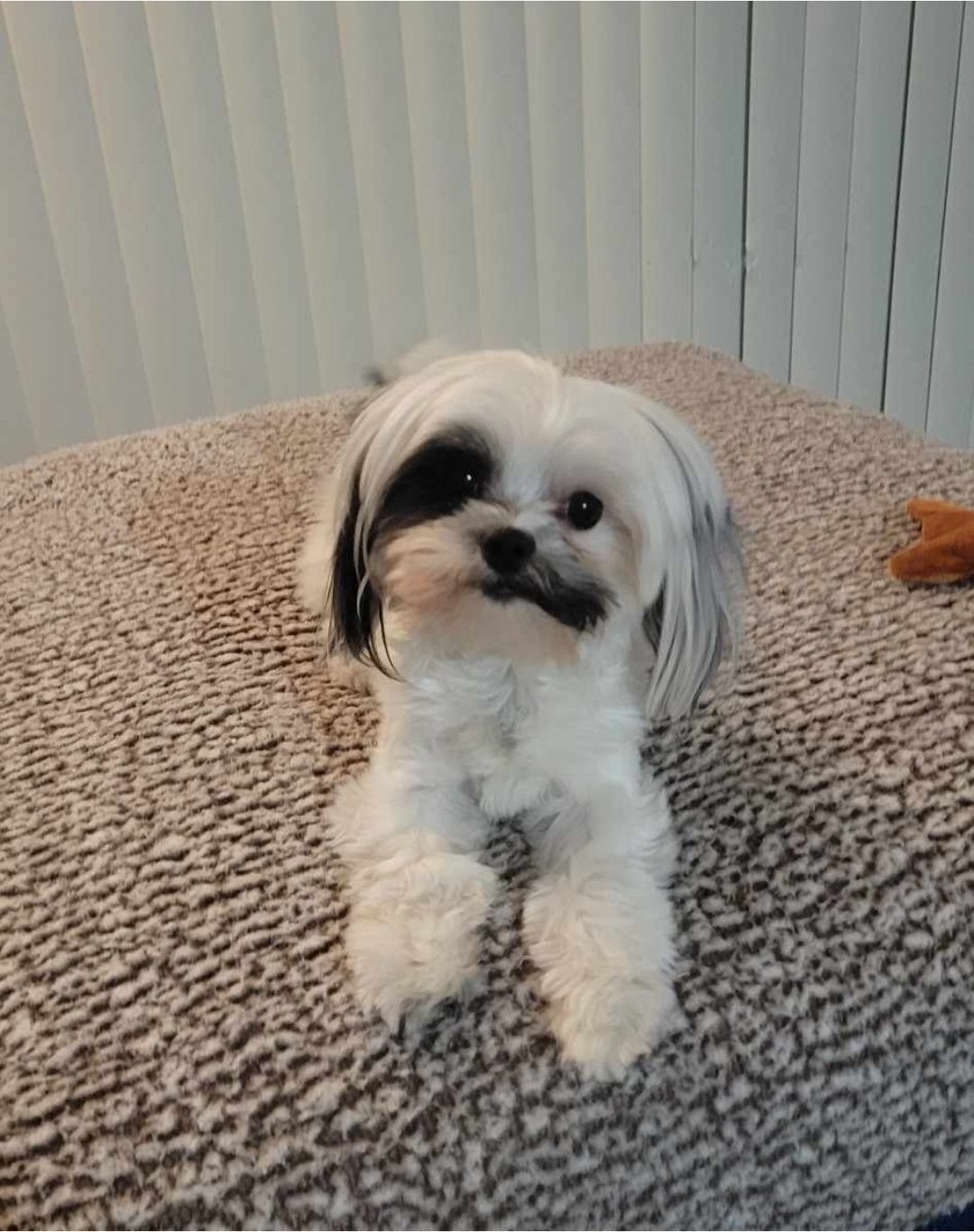 Missing dog , photo: Lost Maltese Shih Tzu: White with Black Markings
