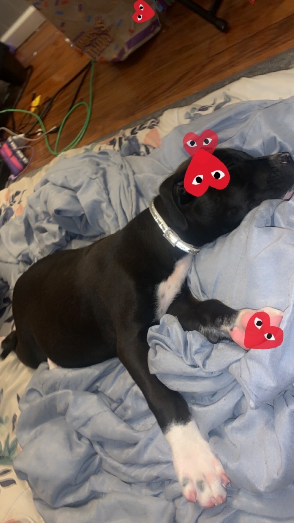 Missing dog Syracuse, photo: Lost Black Dog with White Markings in Syracuse