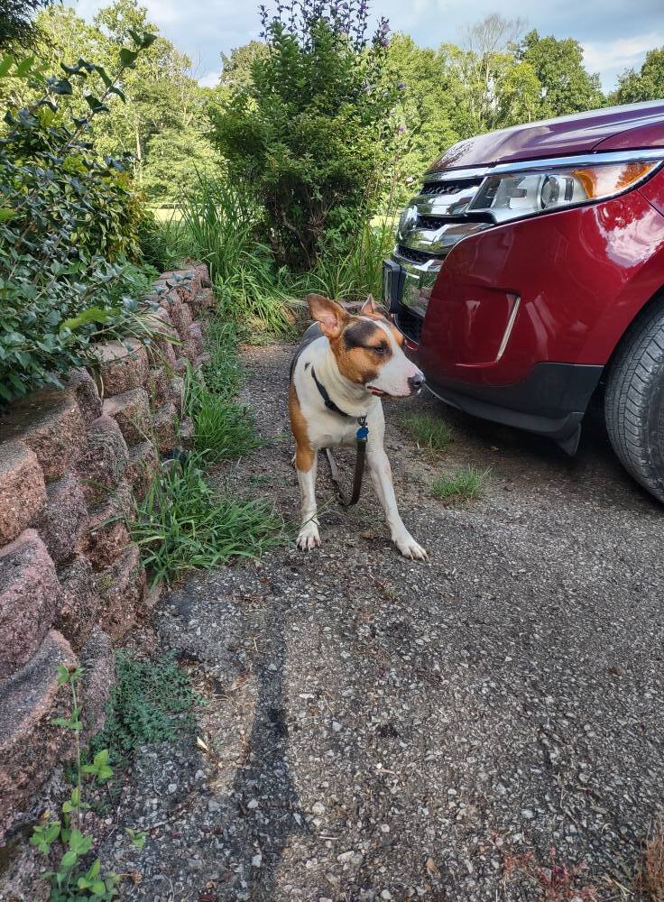 Found dog Woodlawn, photo: Lost Dog Sawyer Found in Woodlawn, TN