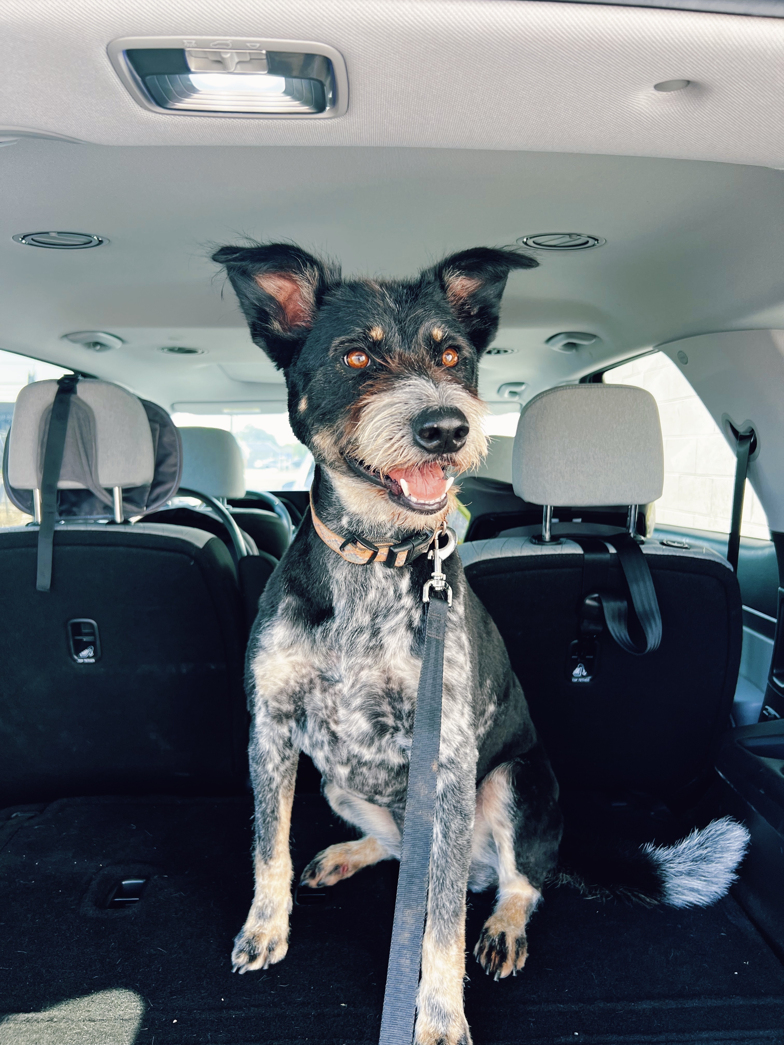 Lost Dog: Pink Collar, 500 South, Provo